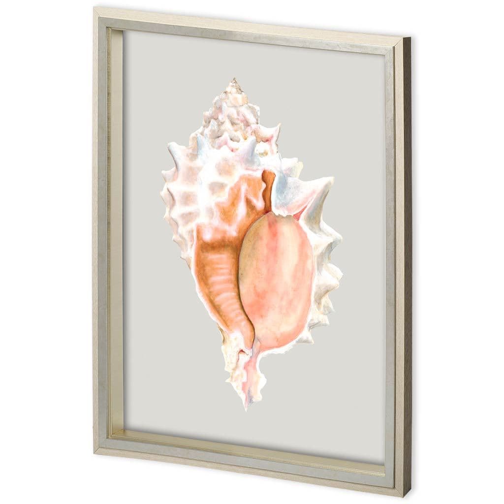 Custom Spider Conch by Maleki, Ferdos a Framed Art Print Matted under Glass — product photograph