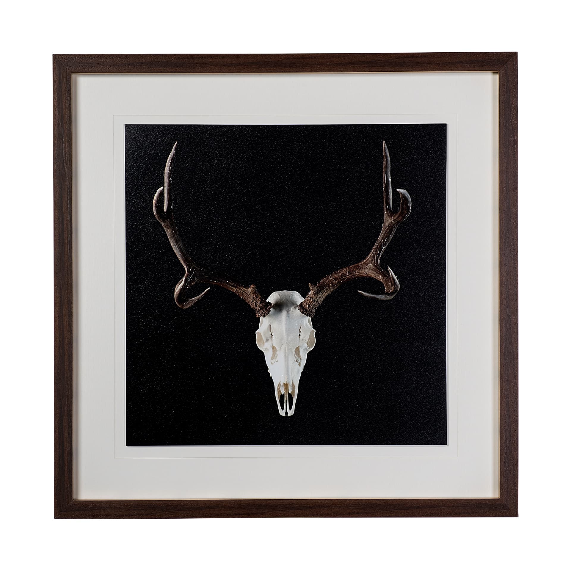 Deer Skull by Chris Dunker a Hand Embelished Textured Framed Art Print Matted under Glass — product photograph