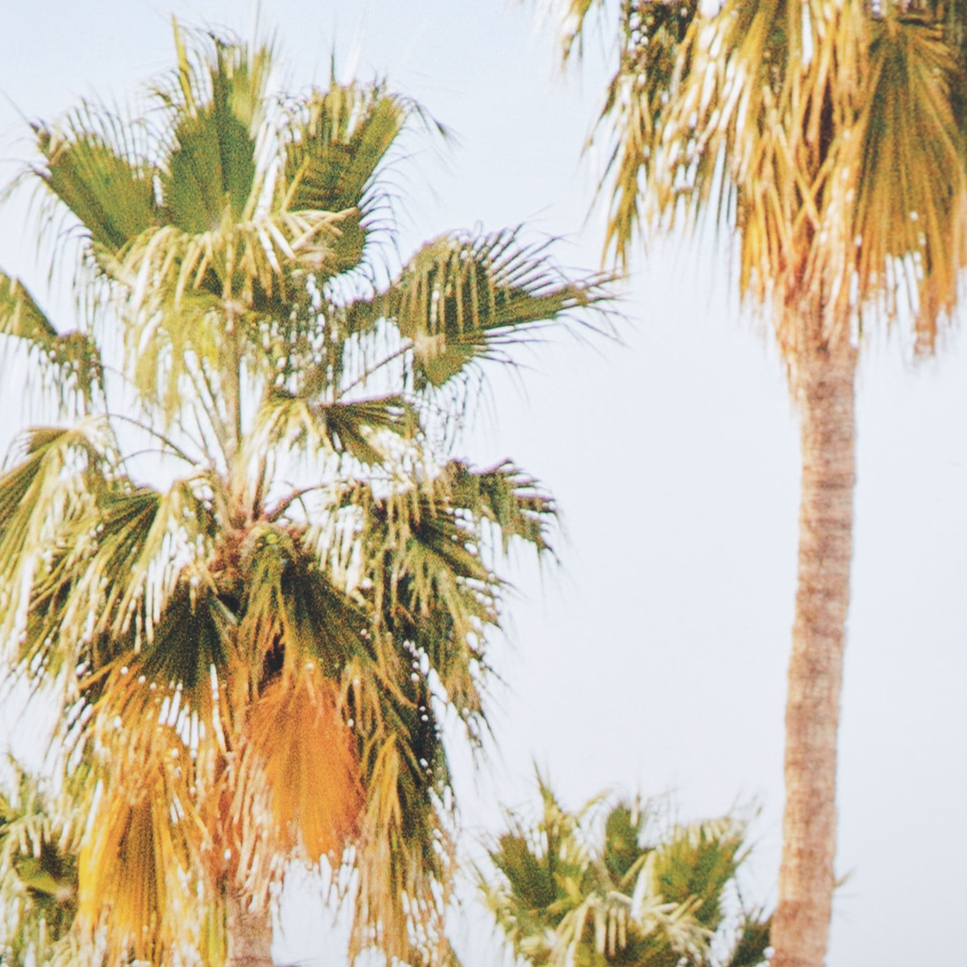 Tropical Heights-Home by Irene Suchoki a Framed Photo Art Print Matted under Glass — product photograph
