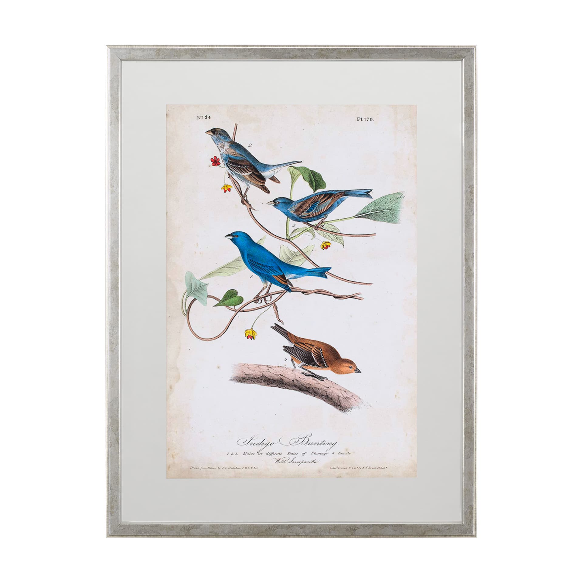 Custom Indigo Bunting (MC) by Audubon a Framed Art Print Matted under Glass — product photograph