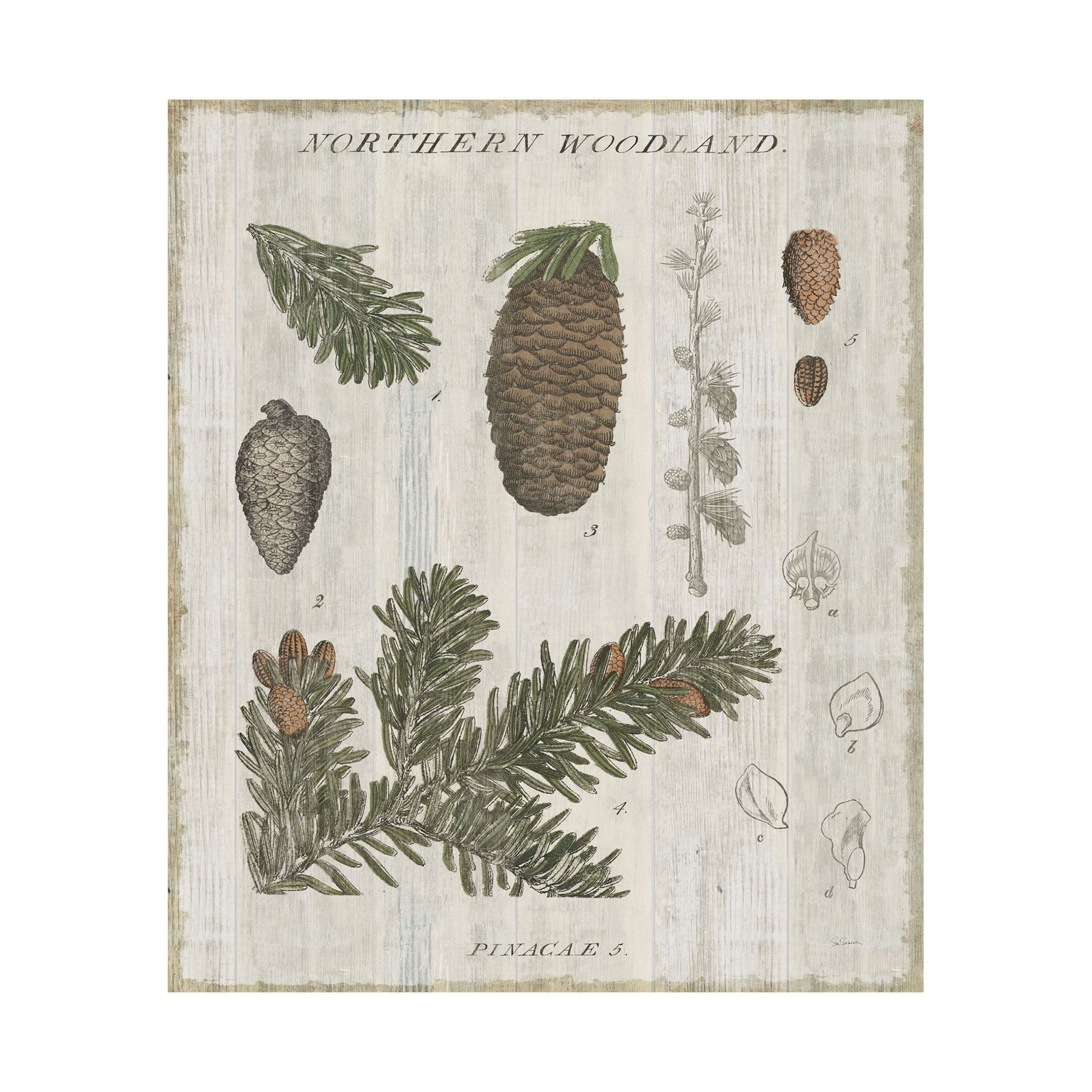 Woodland Chart IV by Sue Schlabach a Hand Embellished Textured Canvas — product photograph