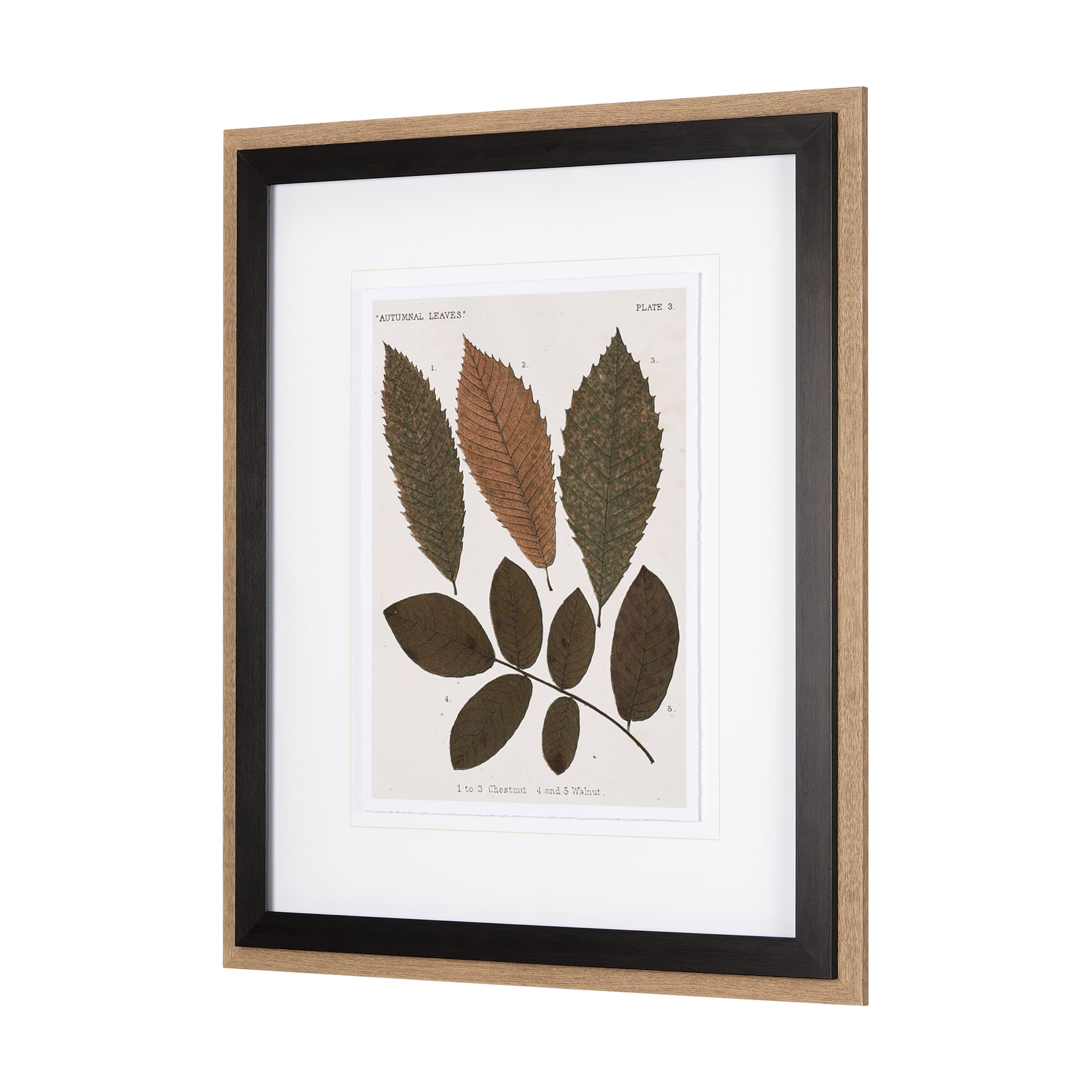 Autumnal Leaves I by Vision Studio a Framed Art Print Matted under Glass — product photograph
