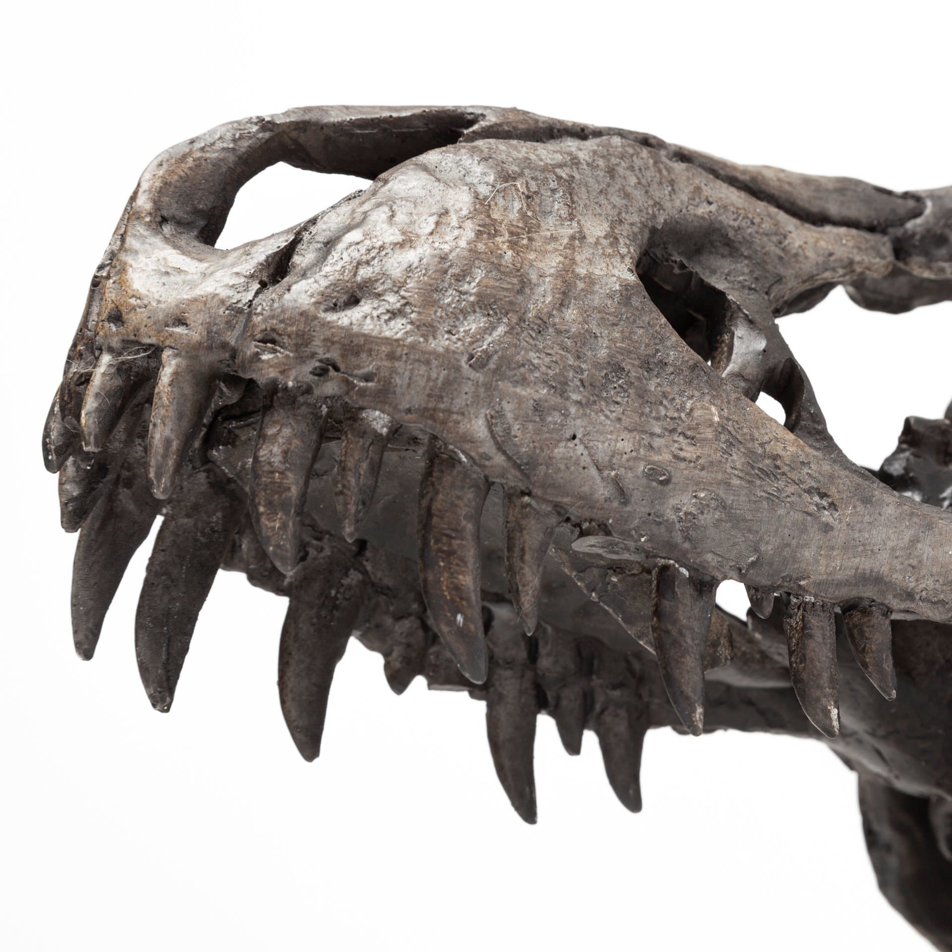 Jurassic 6L x 10W Brown Resin Tyrannosaurus Skull Replica — product photograph
