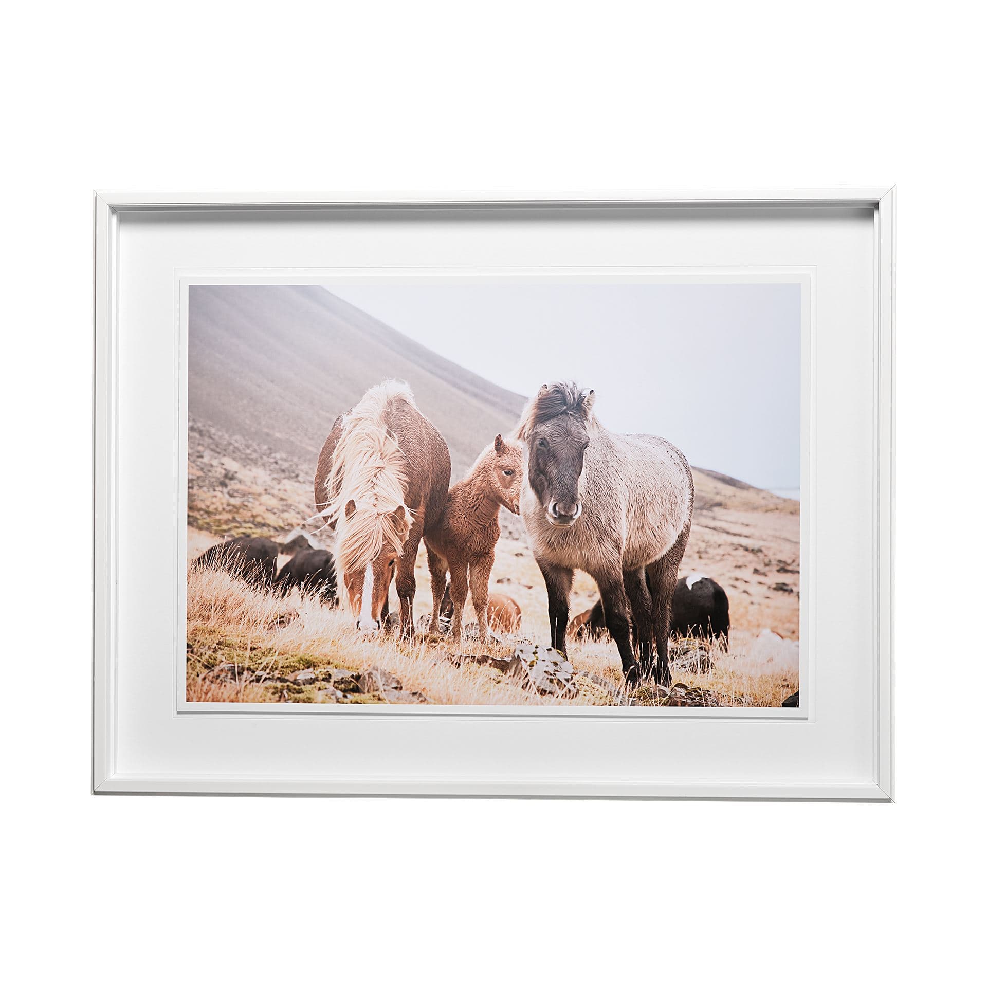 Horses of Hofn I by Laura Marshall a Framed Photo Art Print Matted under Glass — product photograph