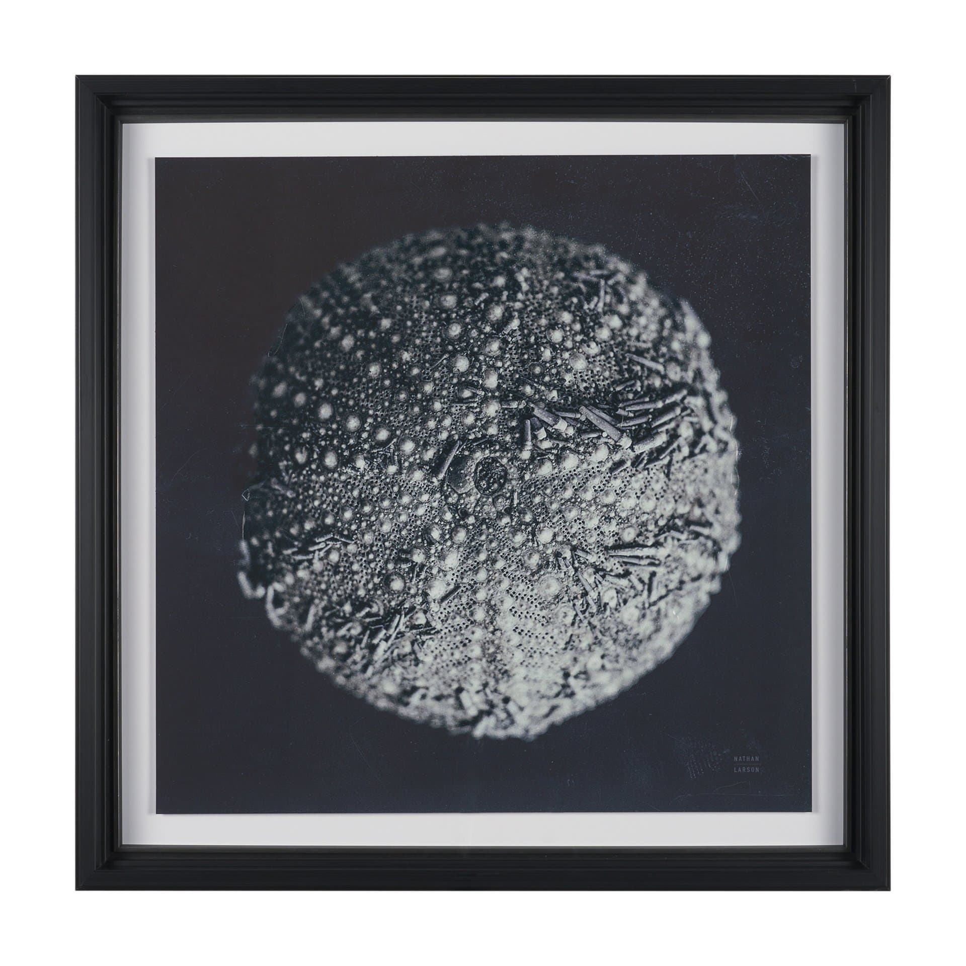 Urchin Still Life II by Nathan Larson a Hand Embellished Framed Photo Art Print Matted under Glass — product photograph