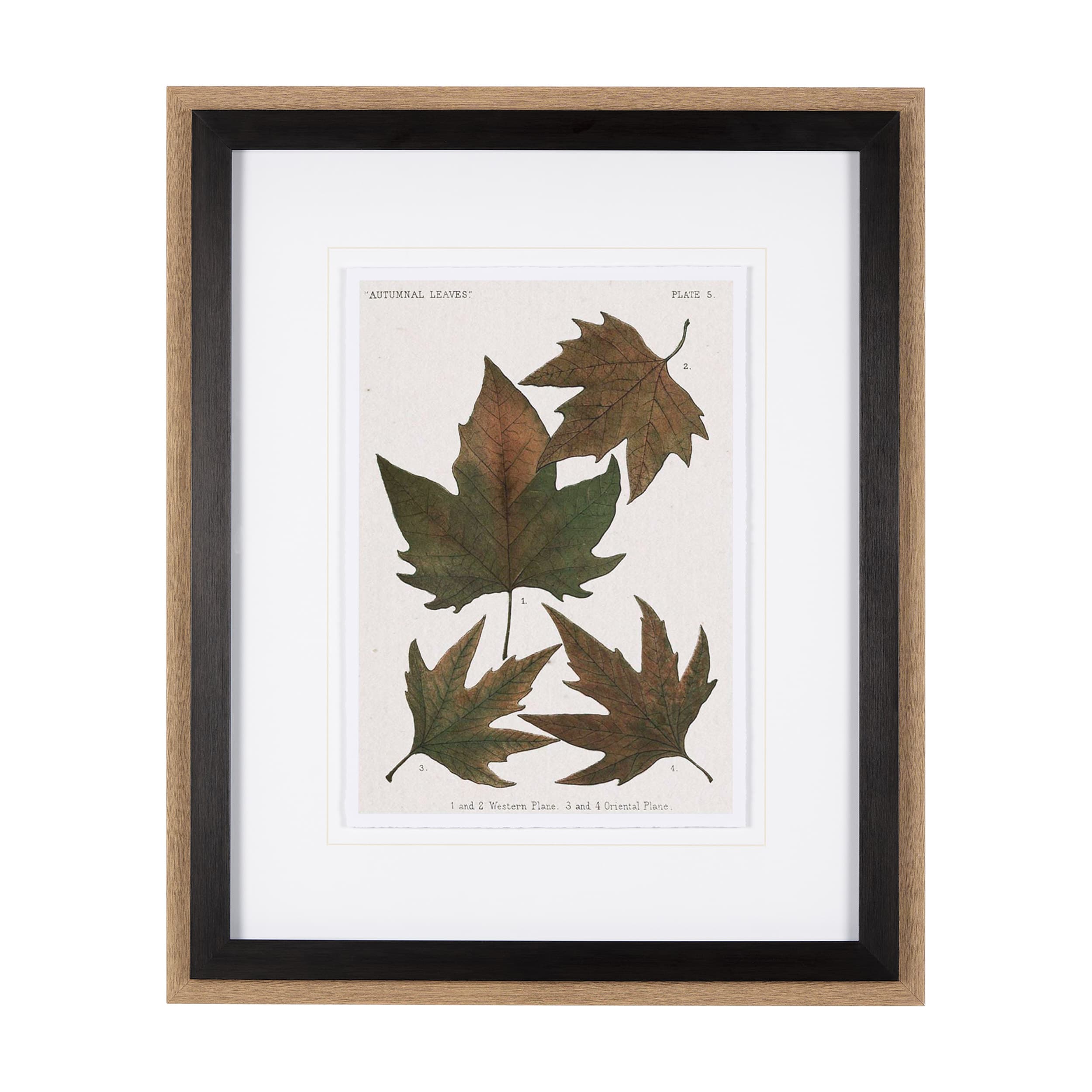 Autumnal Leaves IV by Vision Studio a Framed Art Print Matted under Glass — product photograph