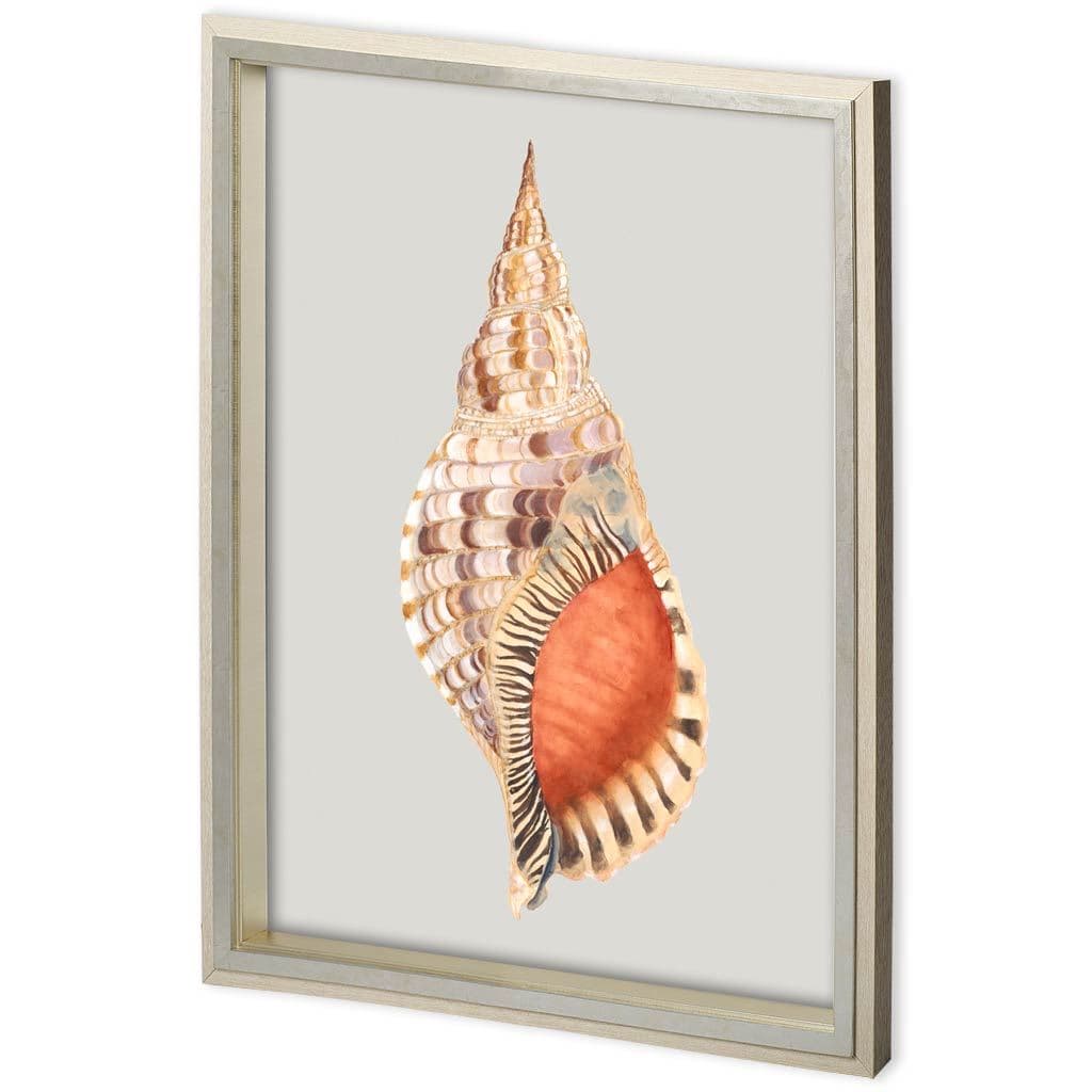 Custom Spider Conch by Maleki, Ferdos a Framed Art Print Matted under Glass — product photograph