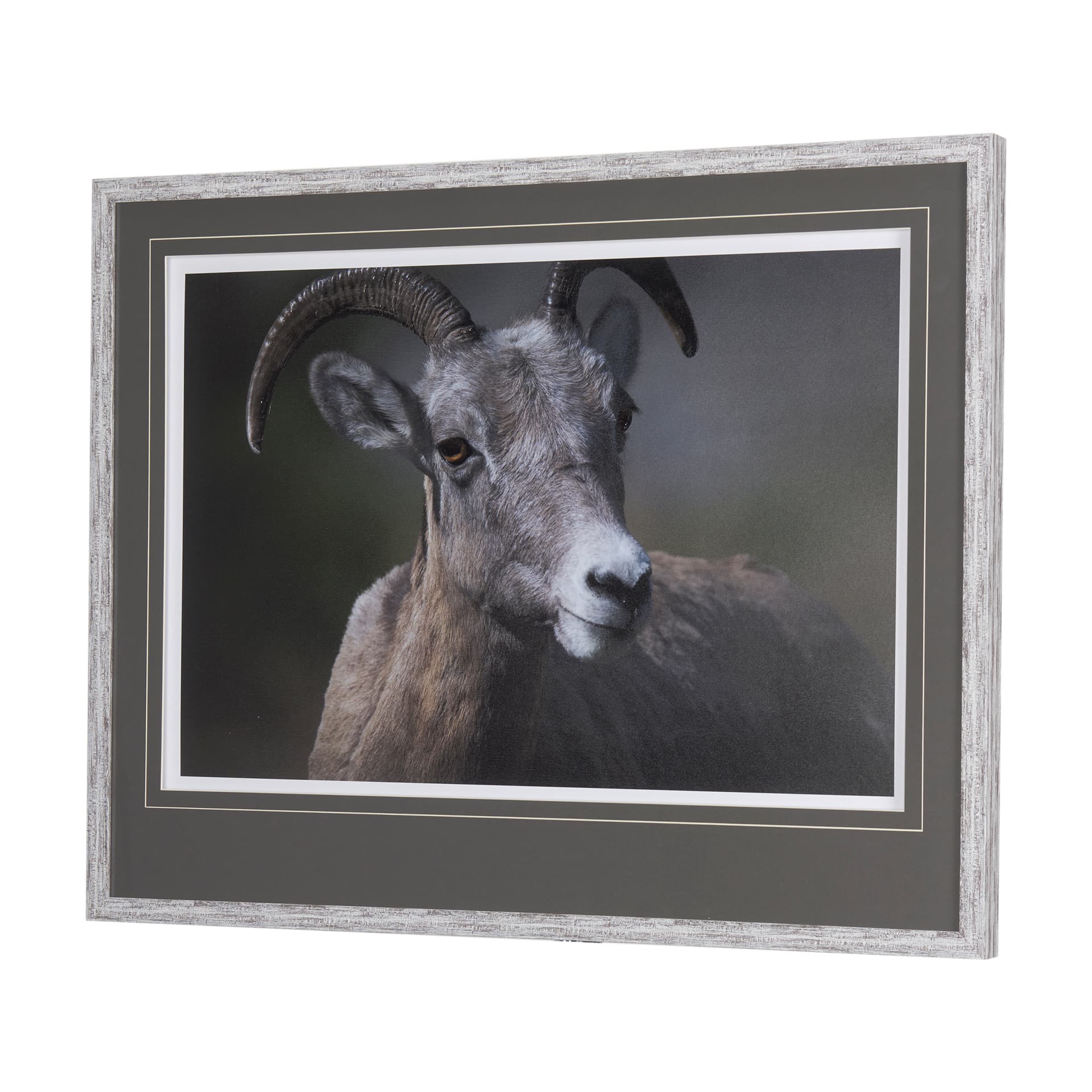 Big Horn Sheep by Chad Mackay a Hand Embellished Textured Framed Photo Art Print Matted under Glass — product photograph