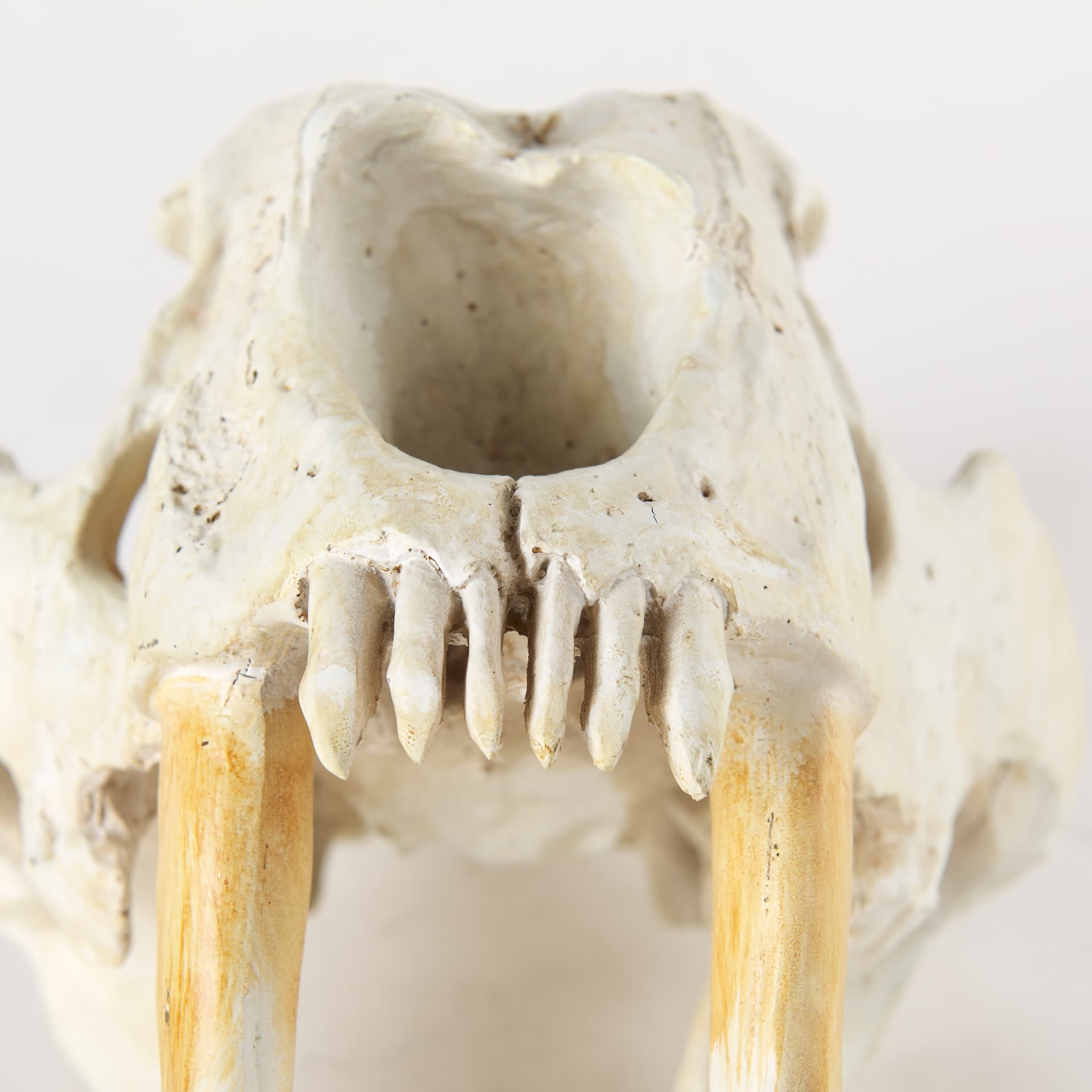 Fozzil 9L x 9W Resin Sabretooth Skull Replica — product photograph