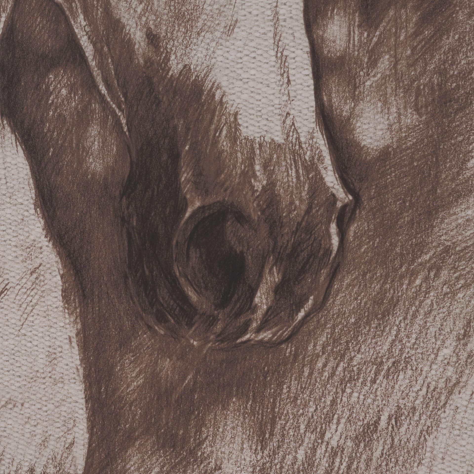 Portrait of a Thoroughbred II by Mercana Studio a Framed Art Print Matted under Glass — product photograph