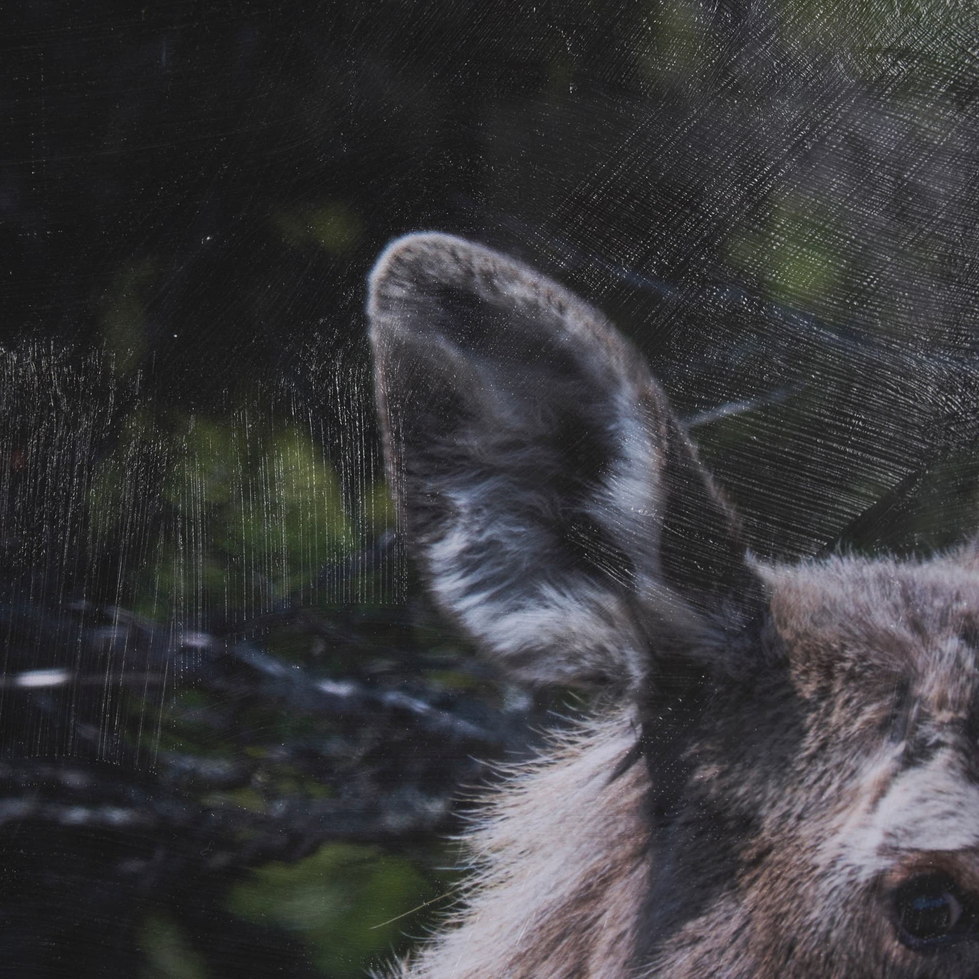 Cautious Gaze by Chad Mackay a Hand Embellished Framed Photo Art Print Matted under Glass — product photograph