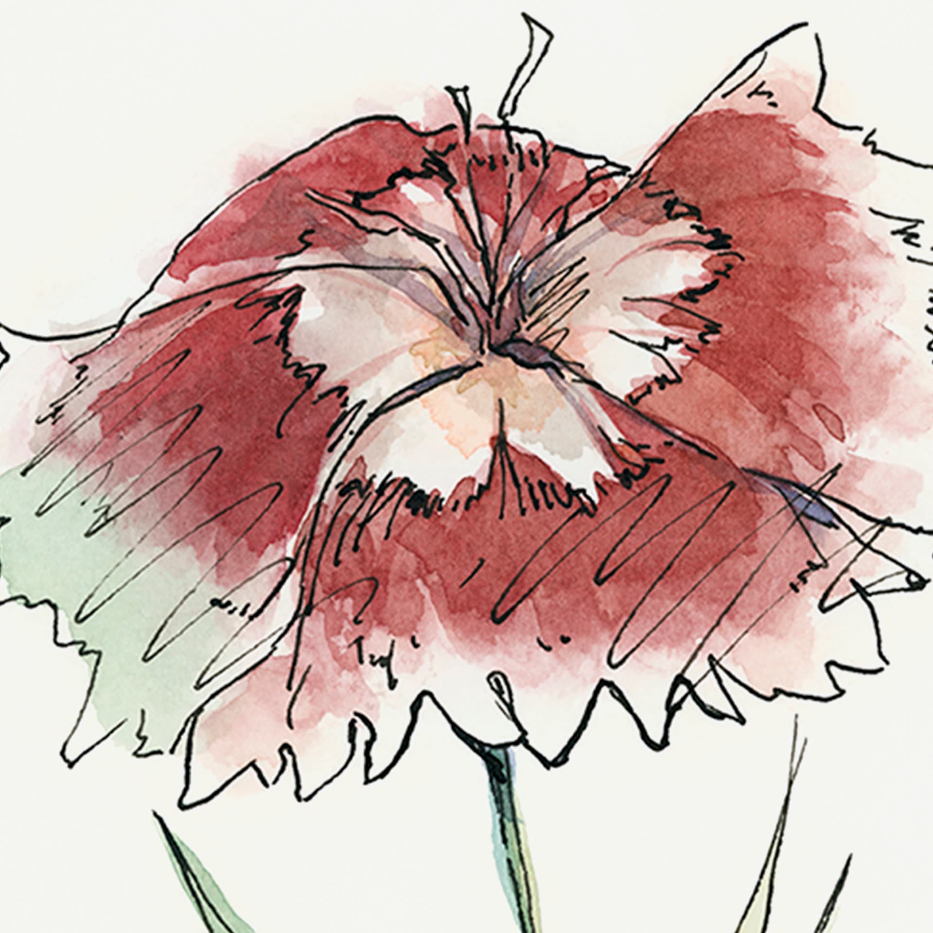 Dianthus I by Panpan Zhang a Framed Art Print Matted under Glass — product photograph