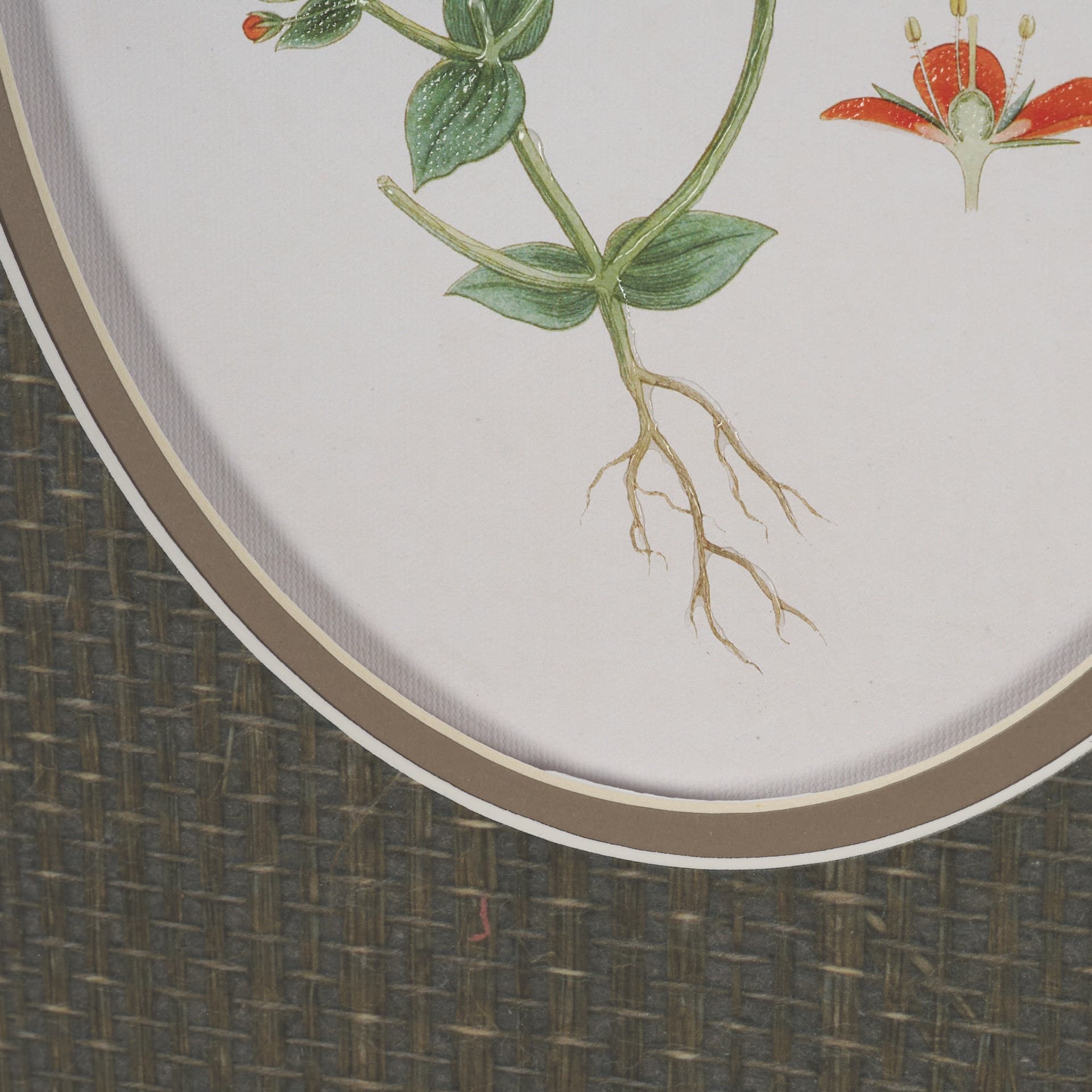 Anagallis Arvensis Flowers by Pierre Joseph Redoute a Hand Embellished Framed Print under Glass — product photograph