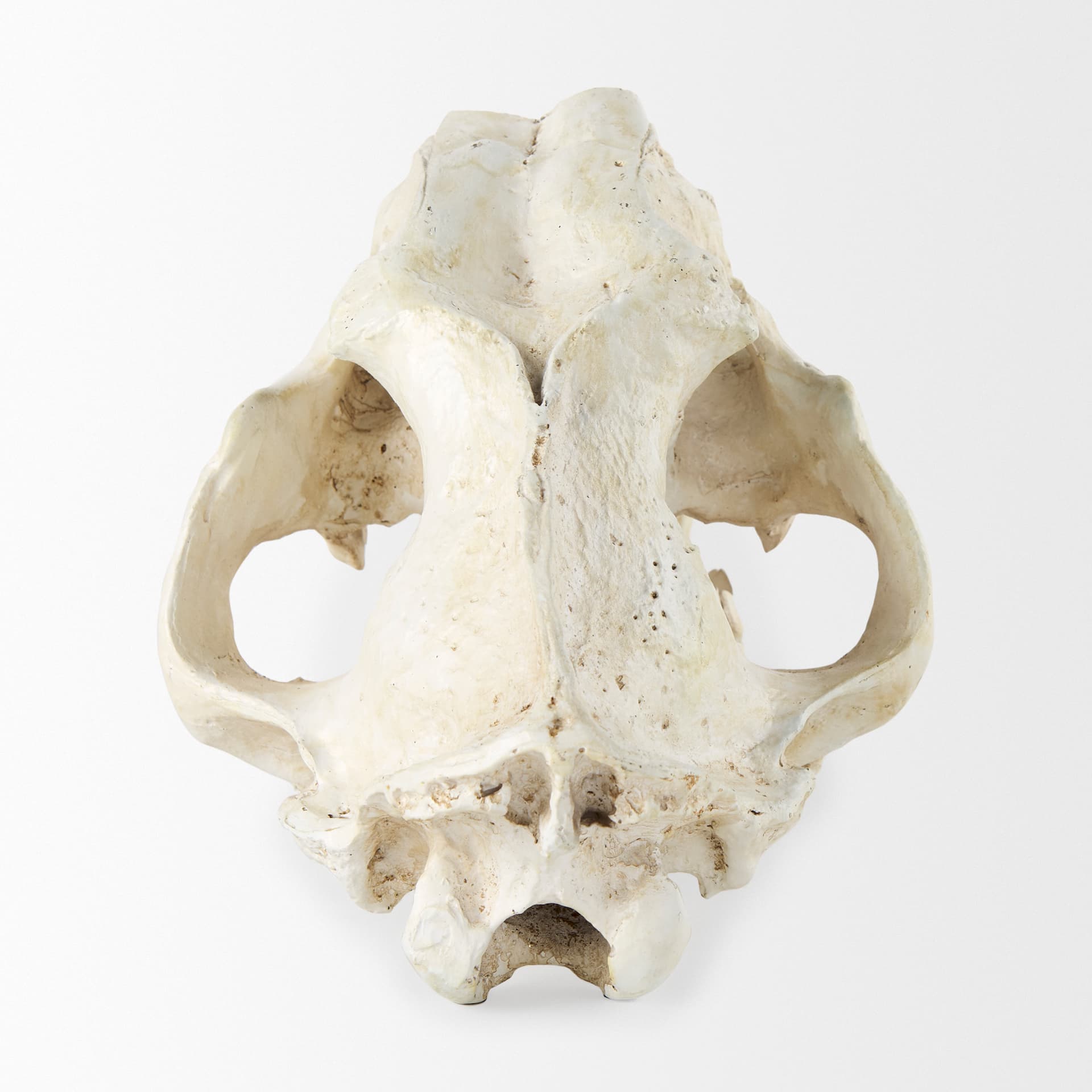 Fozzil 9L x 9W Resin Sabretooth Skull Replica — product photograph