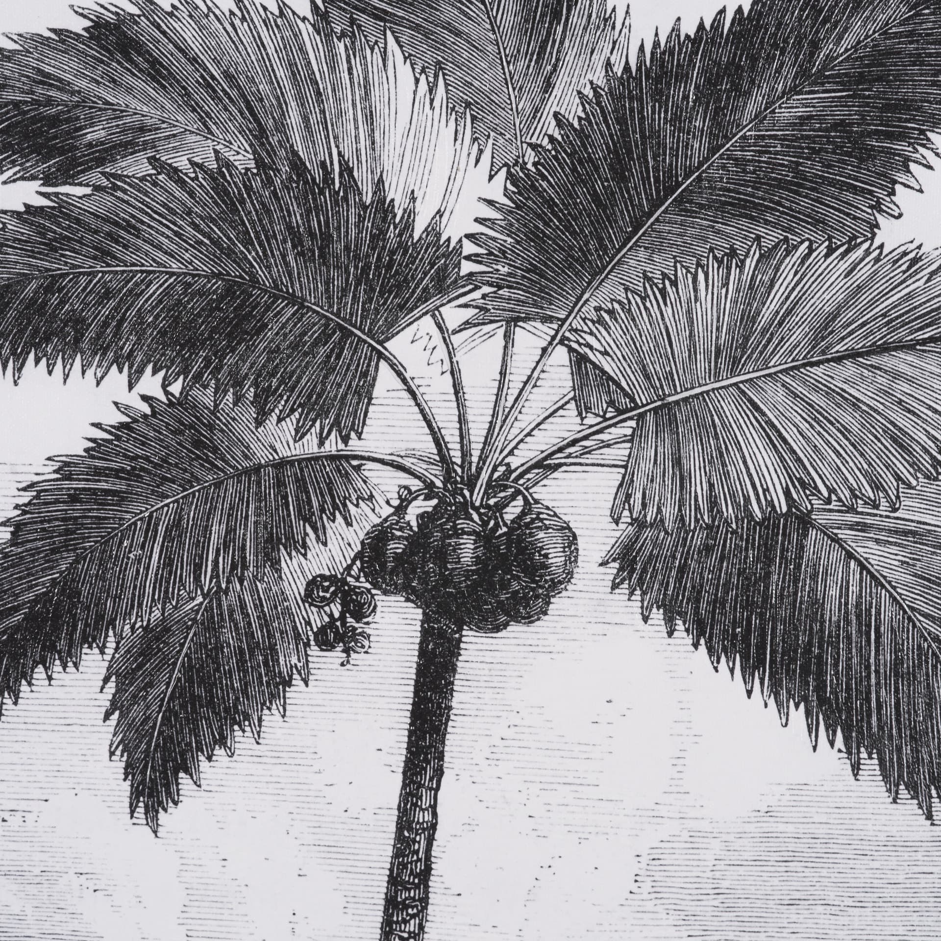 Vintage Palm Tree Drawing I by Les Palmiers Histoire Embellished Textured Framed Canvas — product photograph