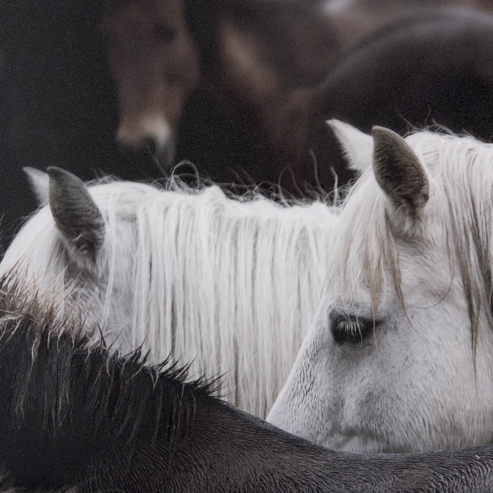 Custom White Horses (MC) by PH Burchett a Hand Embelished Textured Framed Photo Art Decograph — product photograph