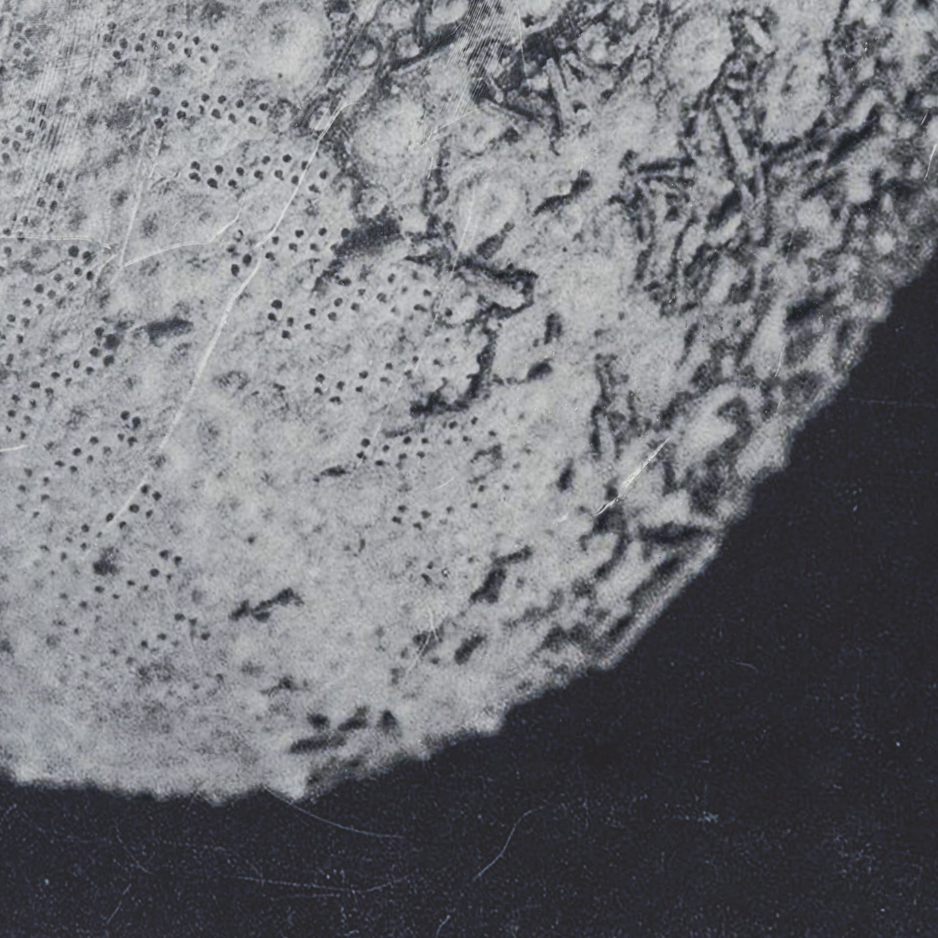 Urchin Still Life III by Nathan Larson a Hand Embellished Framed Photo Art Print Matted under Glass — product photograph
