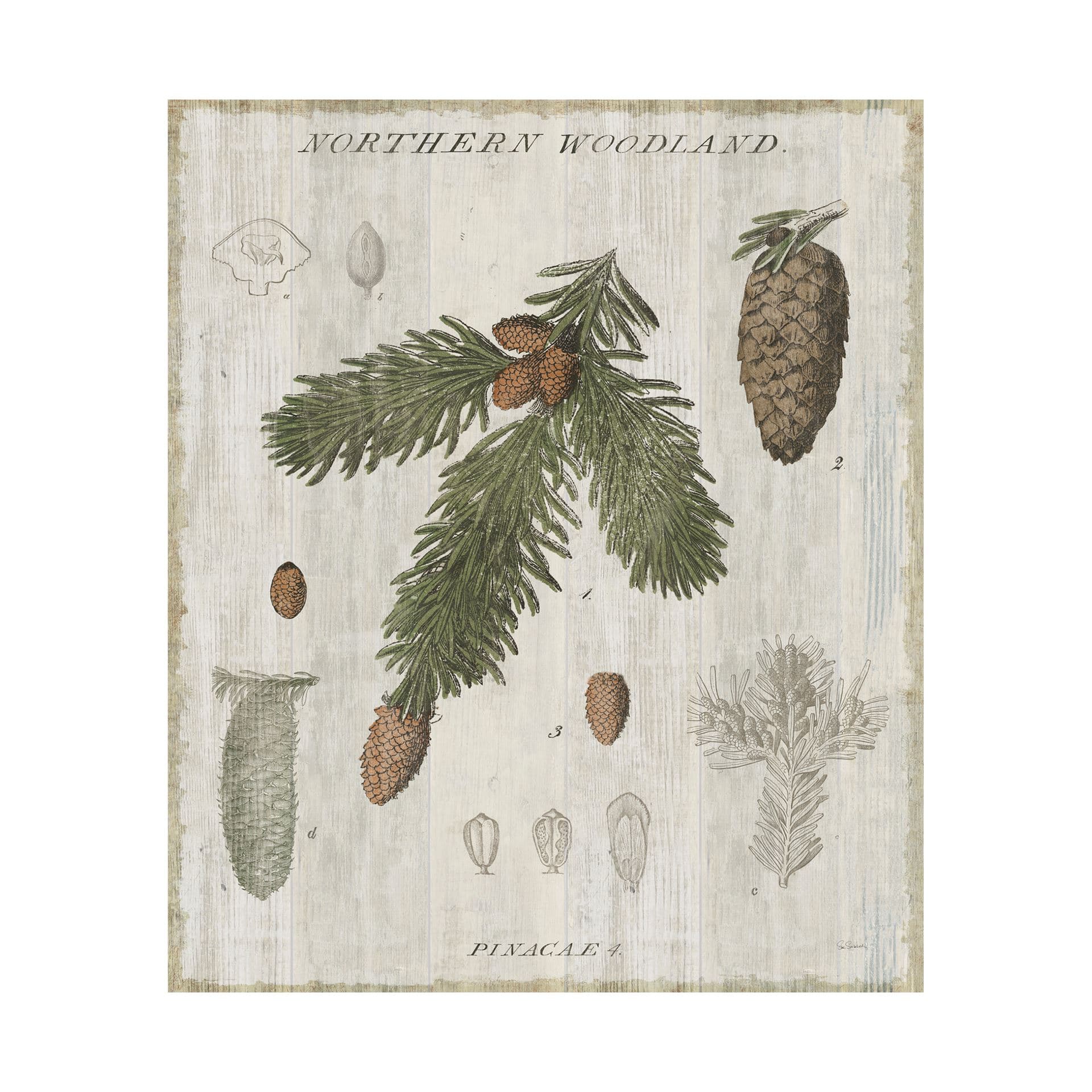 Woodland Chart V by Sue Schlabach a Hand Embellished Textured Canvas — product photograph