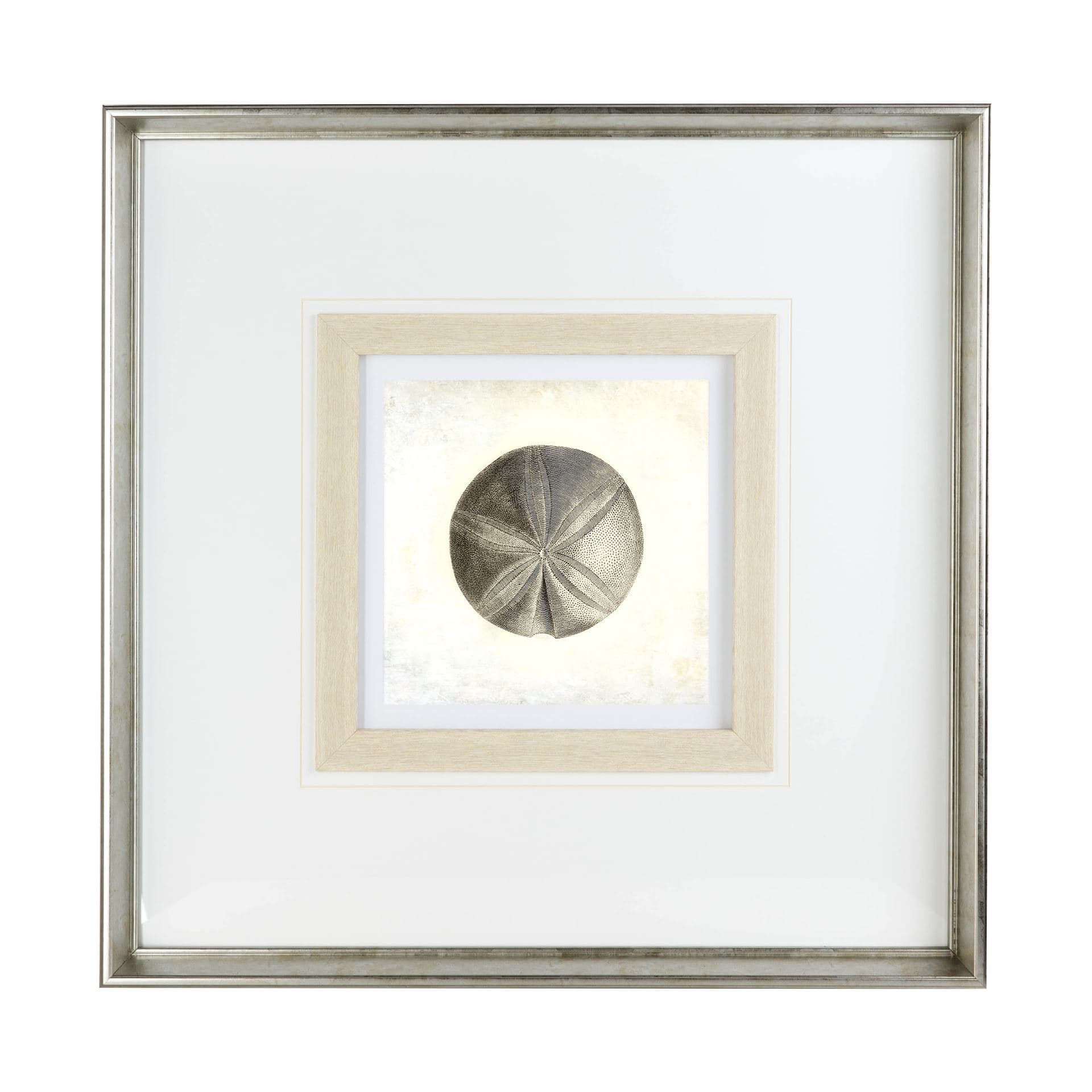 Vintage Sand Dollar by Mercana Studio a Framed Art Print Matted under Glass — product photograph