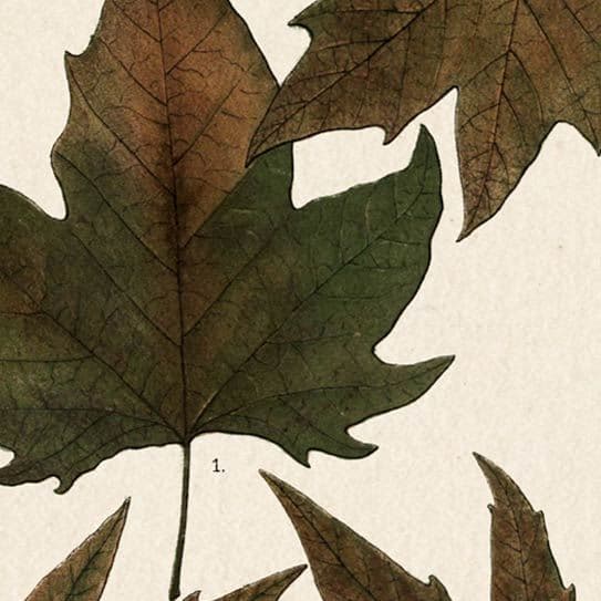 Autumnal Leaves IV by Vision Studio a Framed Art Print Matted under Glass — product photograph