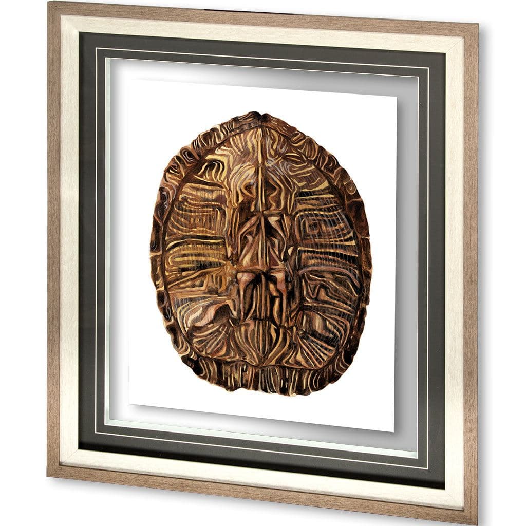 Tortoise Shell Detail II by Naomi McCavitt a Framed Art Print Matted under Glass — product photograph