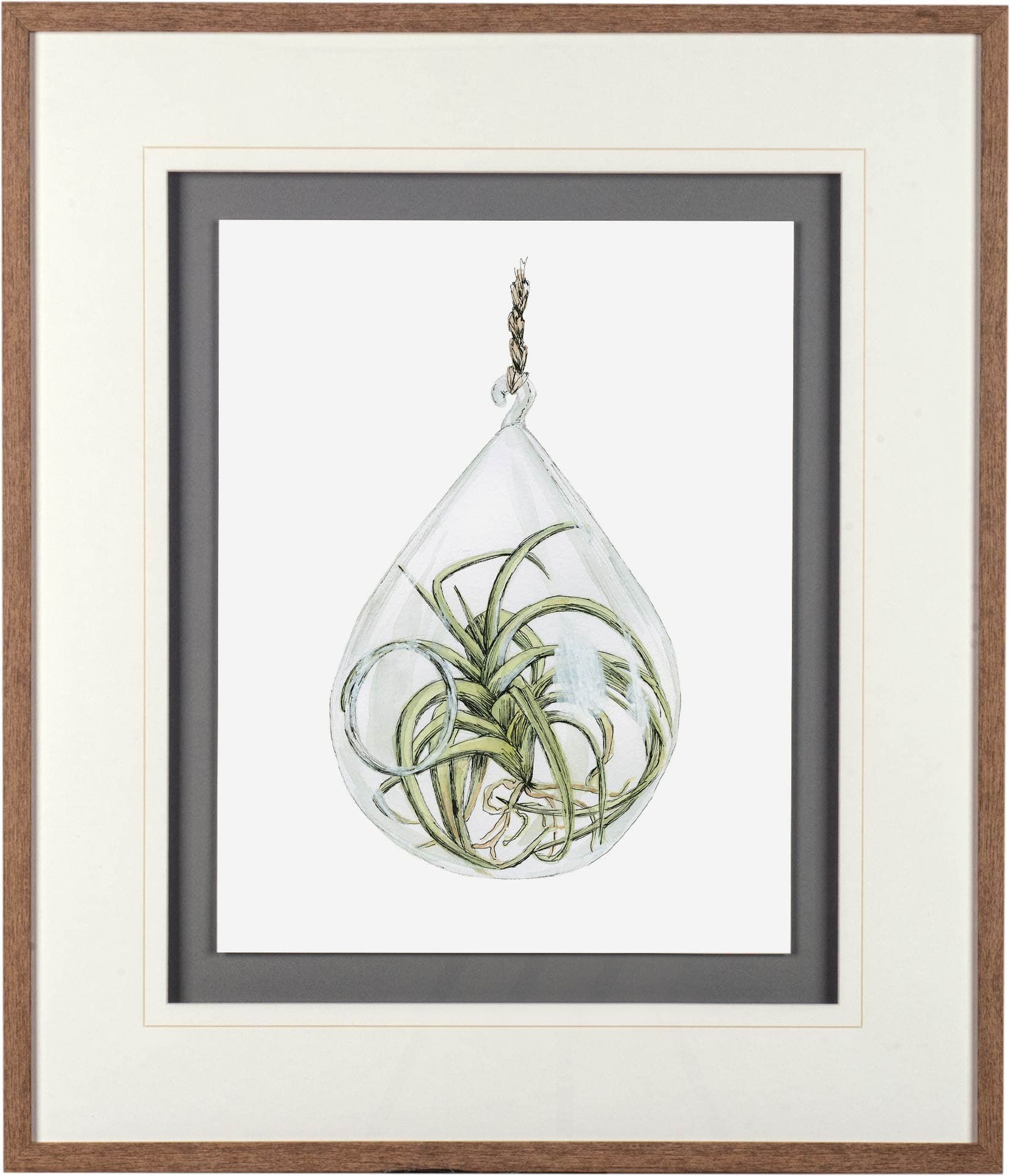Air Plant 3 by Harvey, Brenna a Framed Art Print Matted under Glass — product photograph