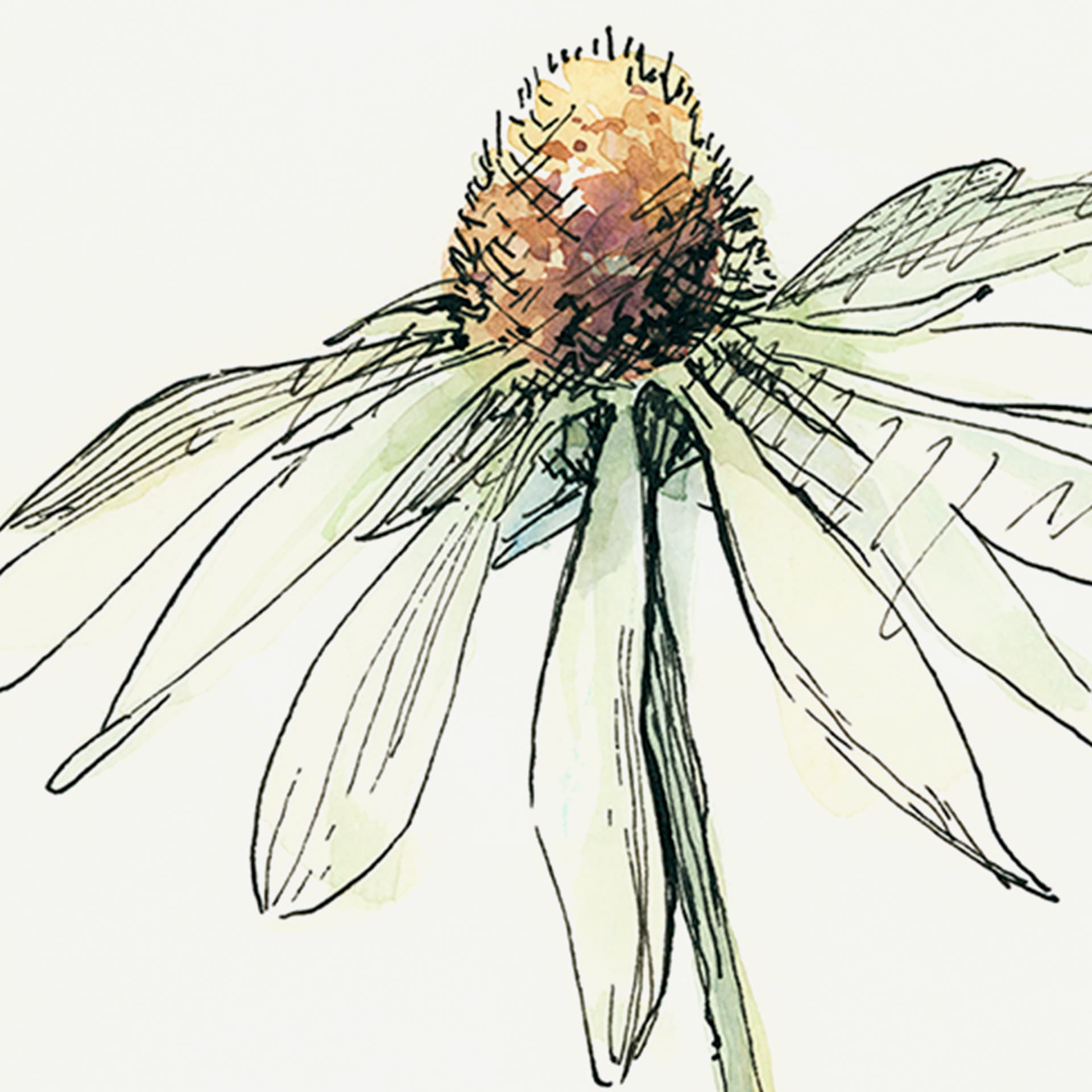 Echinacea II by Panpan Zhang a Framed Art Print Matted under Glass — product photograph