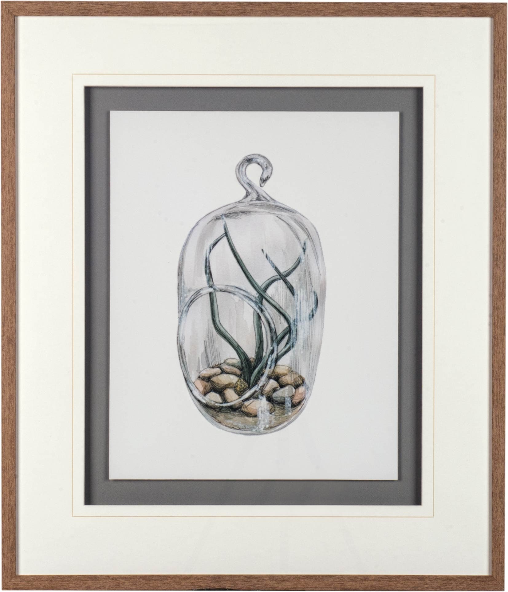 Air Plant 1 by Harvey, Brenna a Framed Art Print Matted under Glass — product photograph