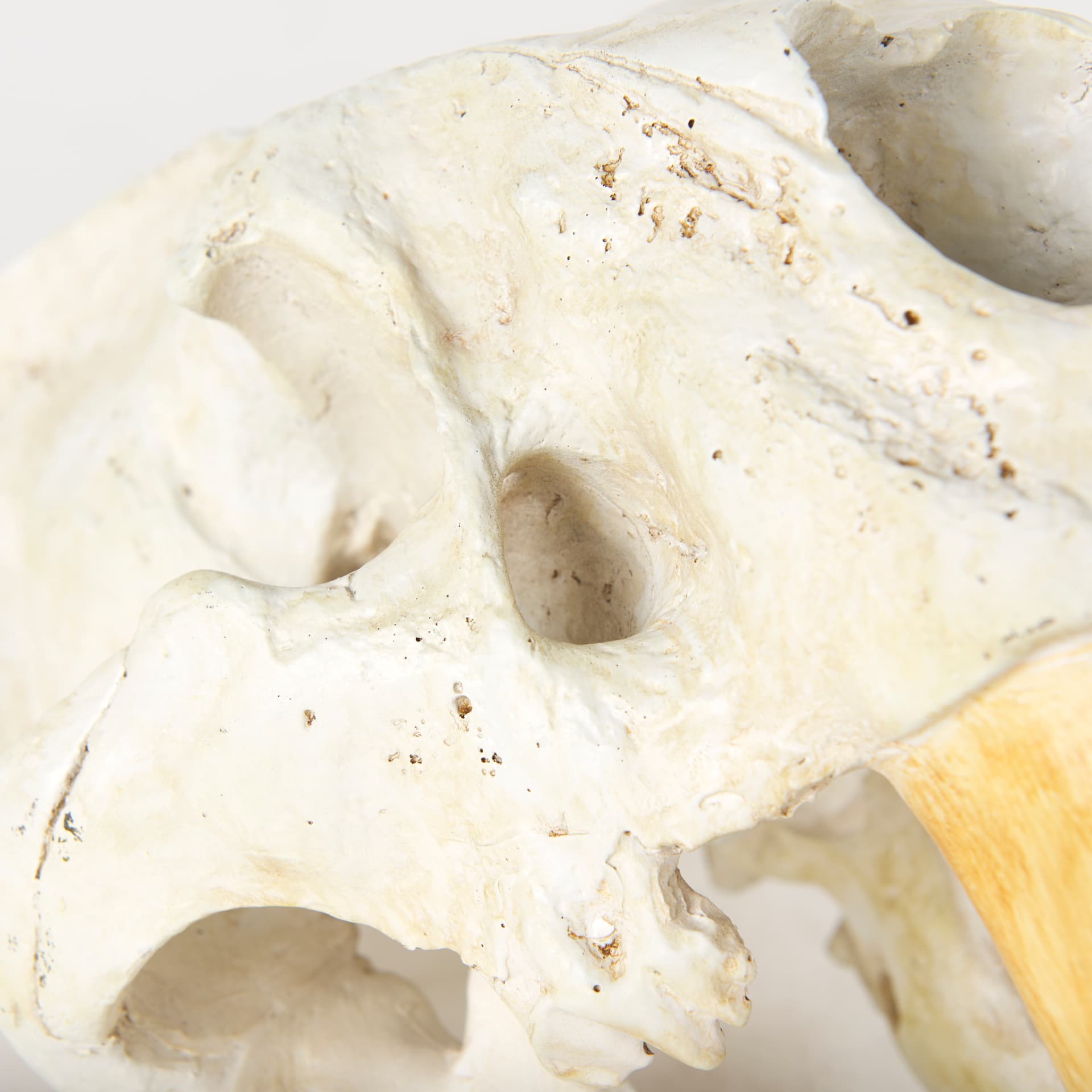 Fozzil 9L x 9W Resin Sabretooth Skull Replica — product photograph