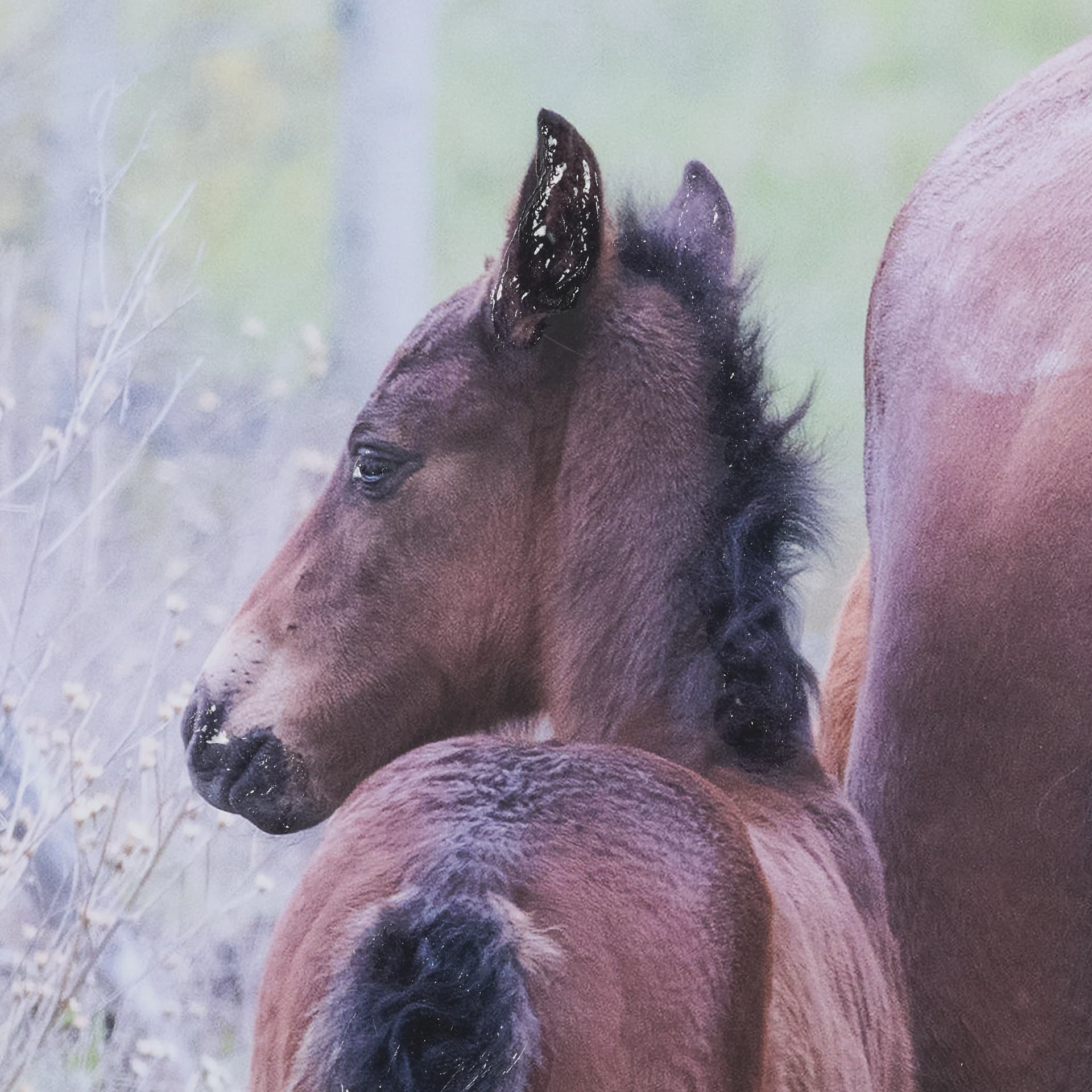 A Watchful Bond by Chad Mackay Hand Embelished Framed Art Print Matted under Glass — product photograph