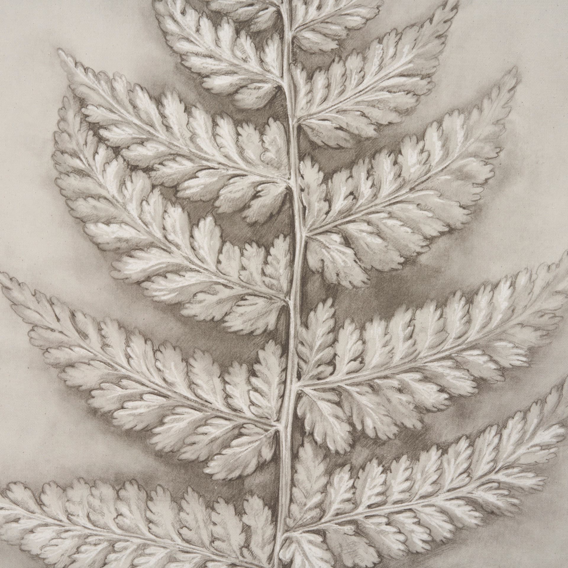 Fern Study II (Davallia Fejeensis) by Mercana Studio a Hand Embellished Framed Art Print — product photograph