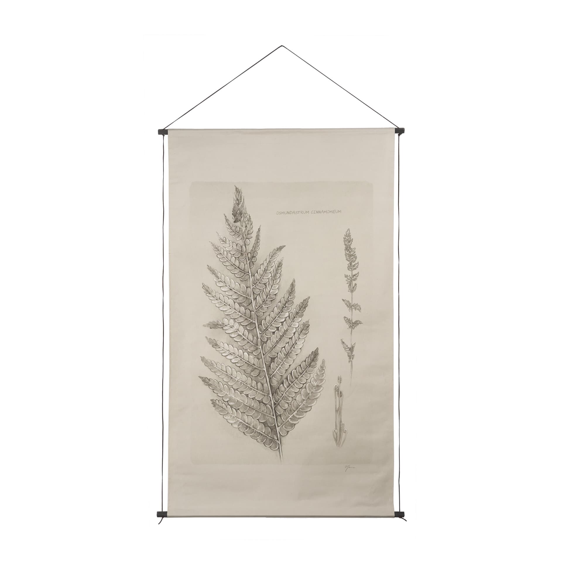 Fern Study I (Osmundastrum Cinnamomeum) — product photograph