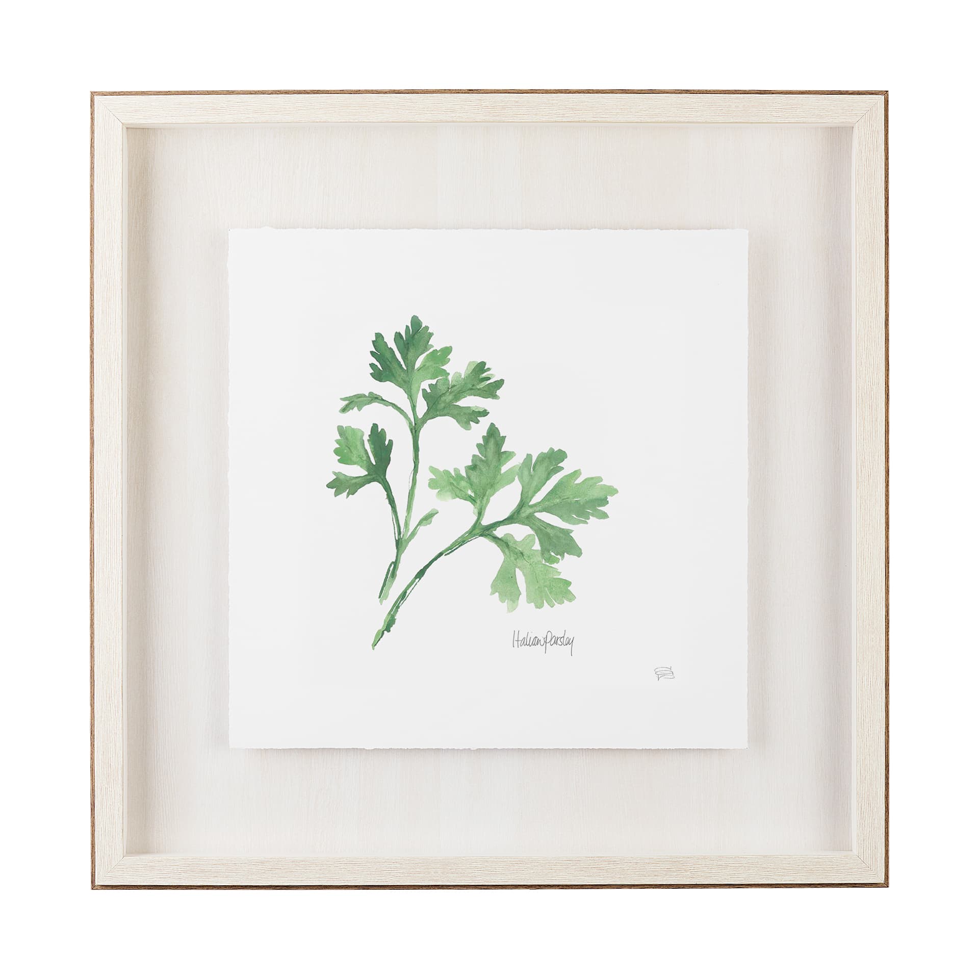 Italian Parsley v2 by Chris Paschke a Framed Art Print Matted under Glass — product photograph