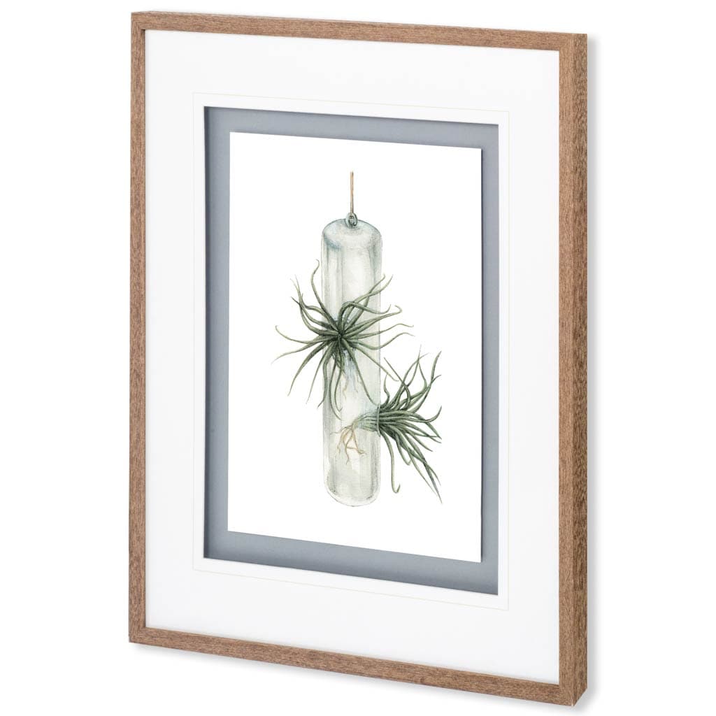 Air Plant 5 by Harvey, Brenna a Framed Art Print Matted under Glass — product photograph