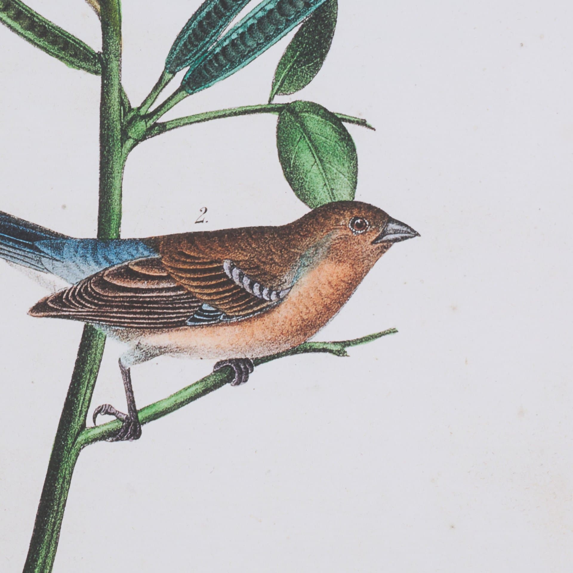 Delicate Bird and Botanical IV by John James Audubon a Framed Art Print Matted under Glass — product photograph