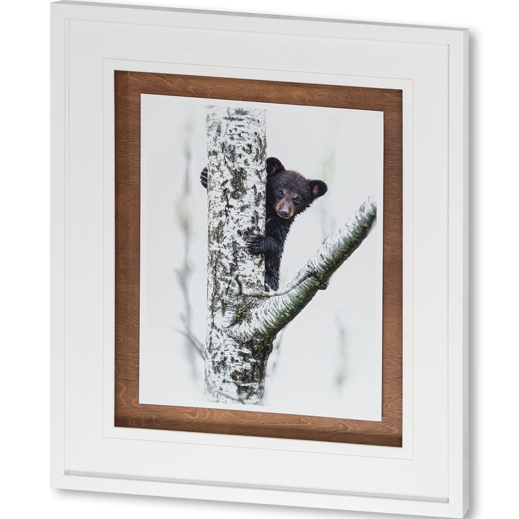 Bears at Play V by PHBurchett a Framed Photo Art Print Matted under Glass — product photograph