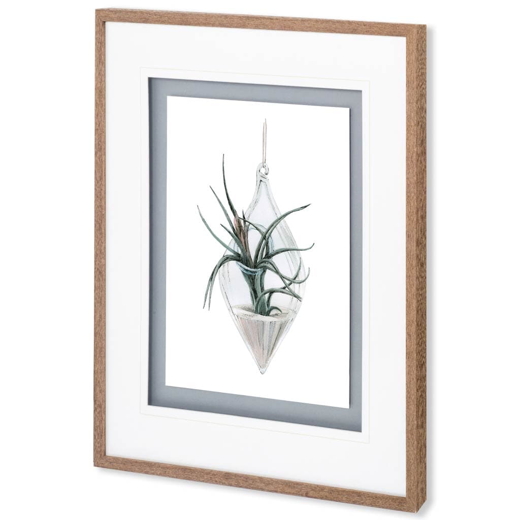 Air Plant 2 by Harvey, Brenna a Framed Art Print Matted under Glass — product photograph