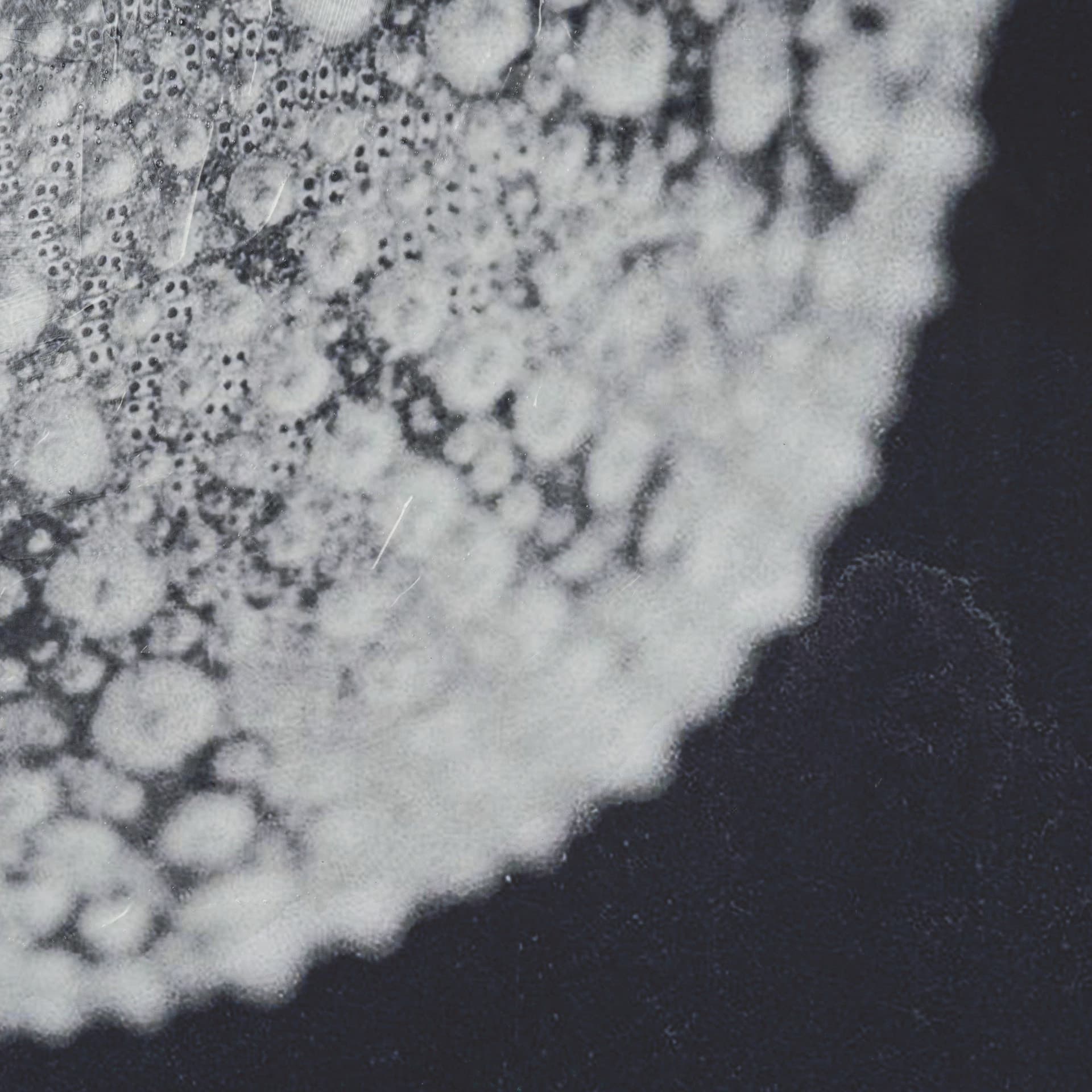 Urchin Still Life I by Nathan Larson a Hand Embellished Framed Photo Art Print Matted under Glass — product photograph
