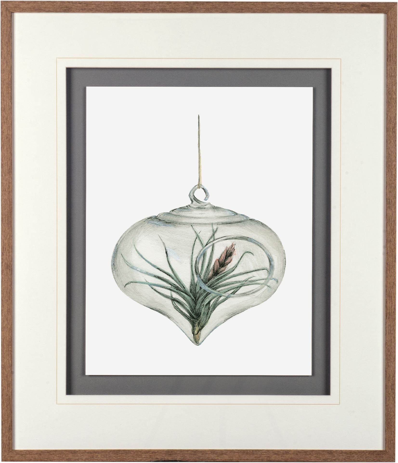 Air Plant 4 by Harvey, Brenna a Framed Art Print Matted under Glass — product photograph