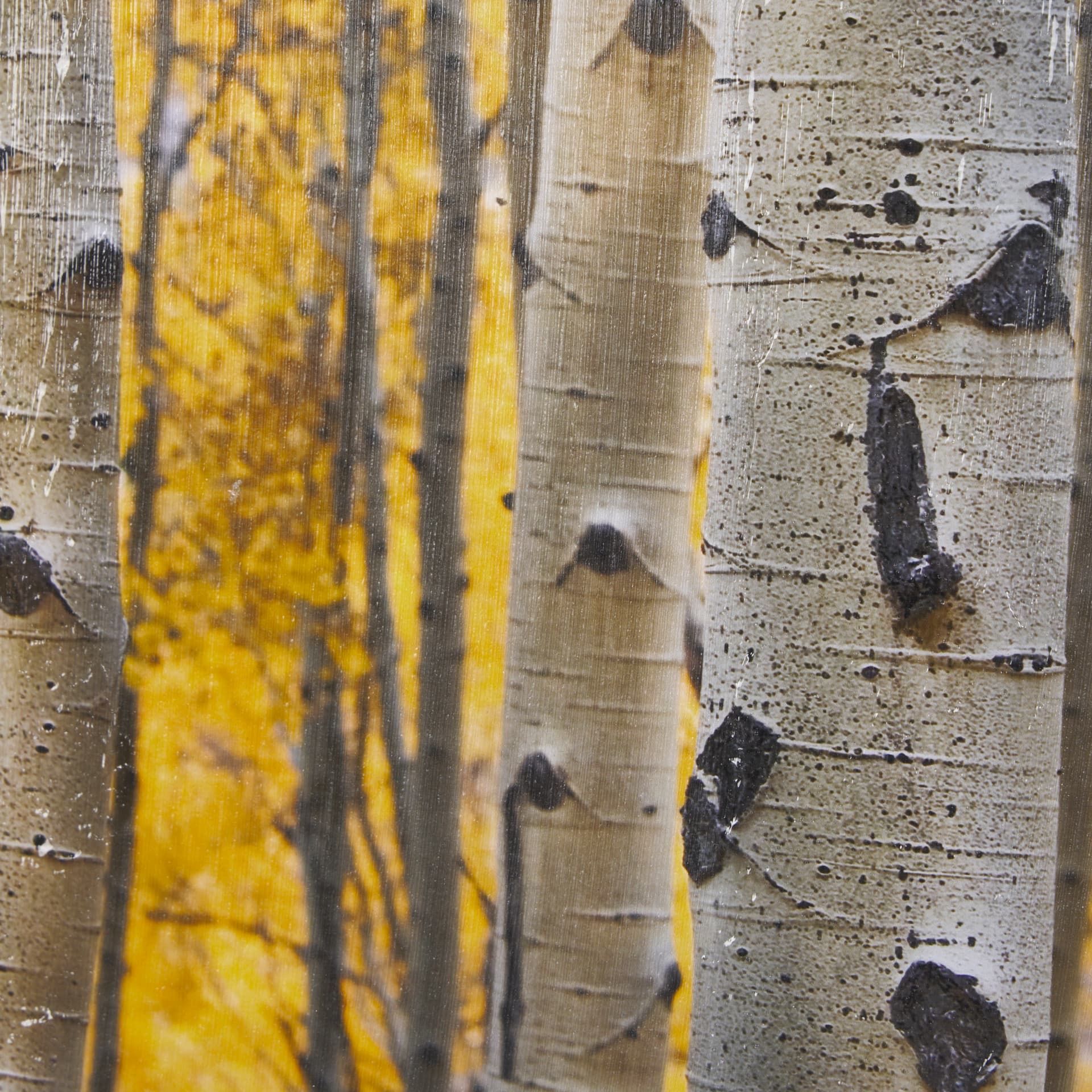 Aspen Trees 3 by Jamie Cook a Hand Embelished Textured Framed Photo Art Print Matted under Glass — product photograph