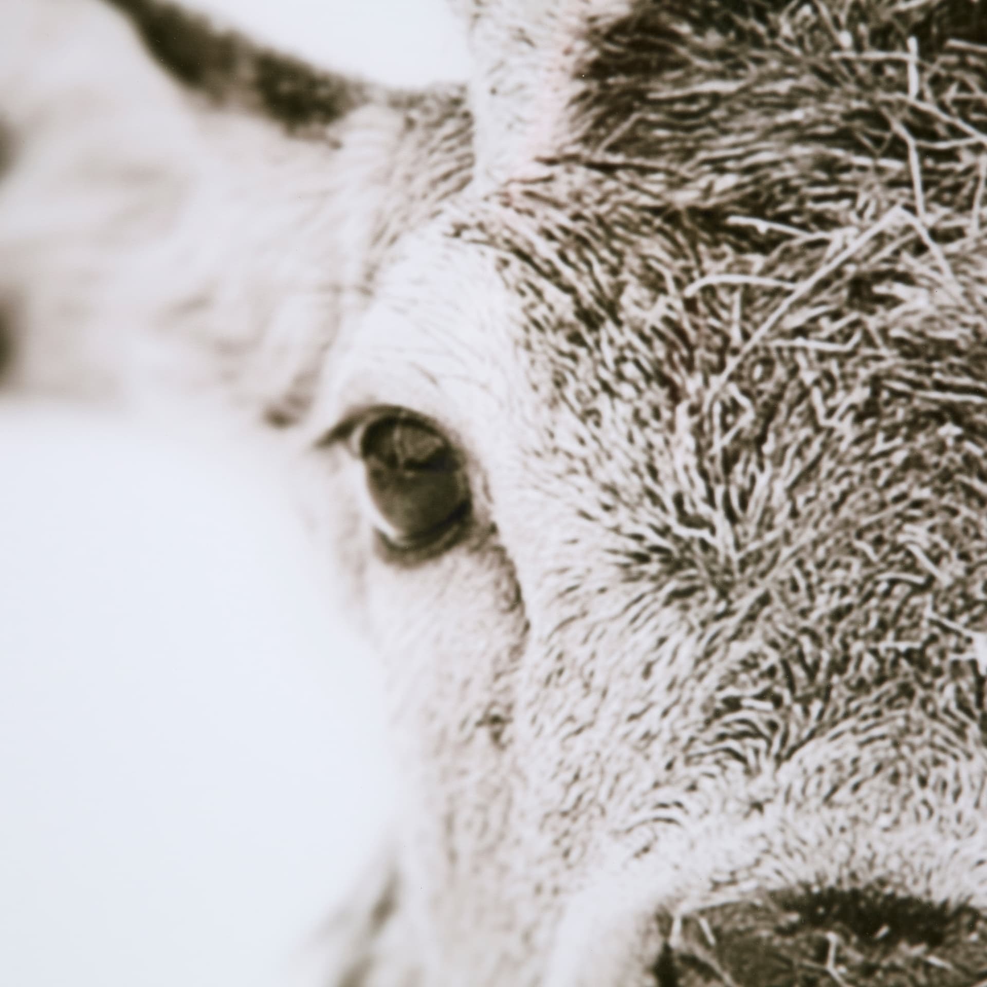 Ciervo 1 by THE Studio a Framed Photo Art Print Matted under Glass — product photograph