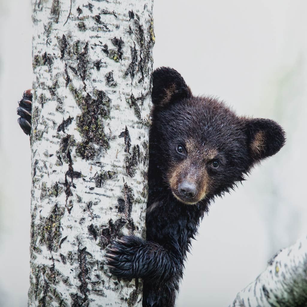 Bears at Play V by PHBurchett a Framed Photo Art Print Matted under Glass — product photograph