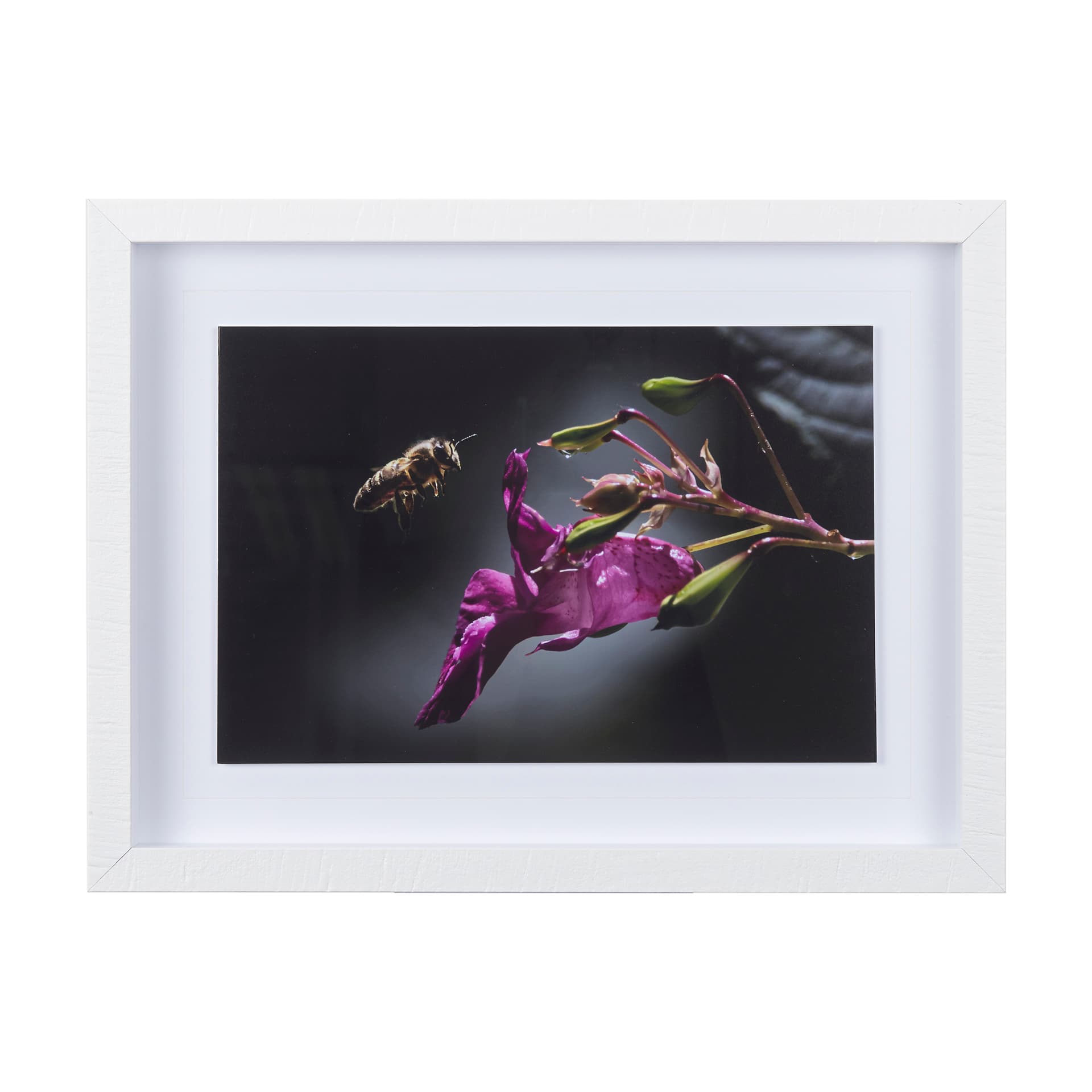 Honey Bee by Chad Mackay a Framed Photo Art Print Matted under Glass — product photograph