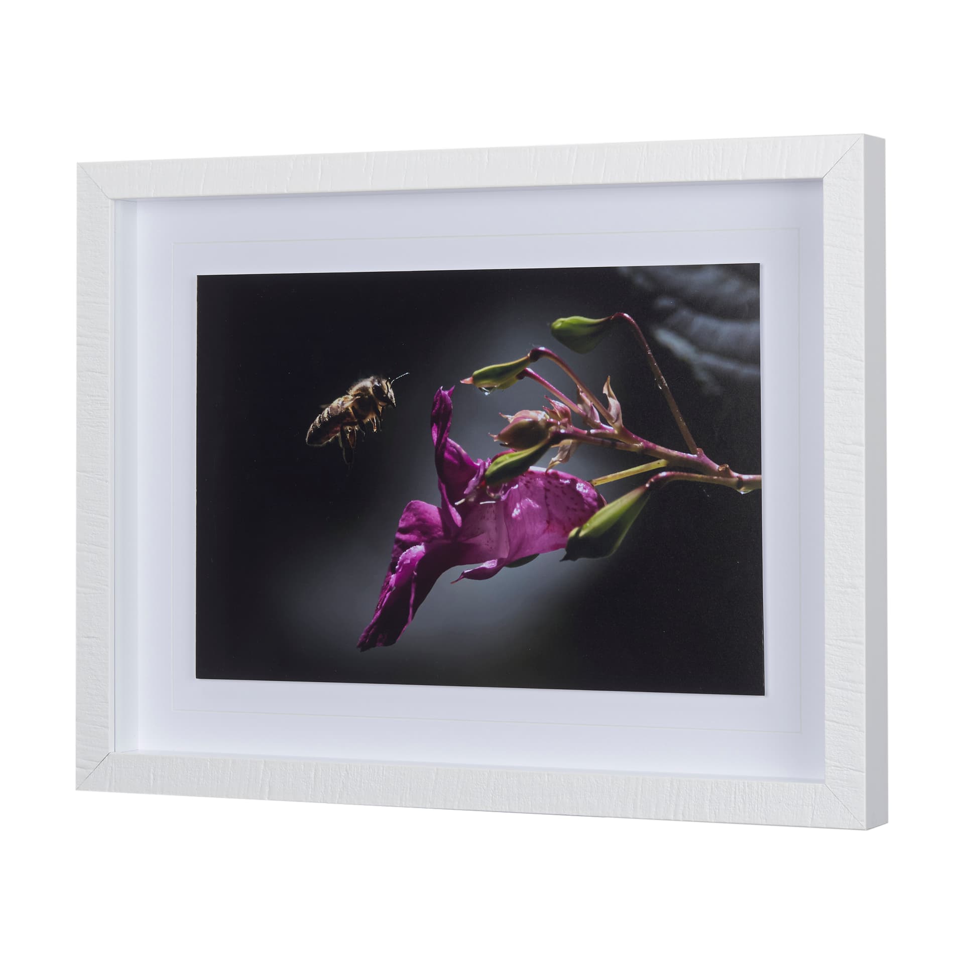 Honey Bee by Chad Mackay a Framed Photo Art Print Matted under Glass — product photograph