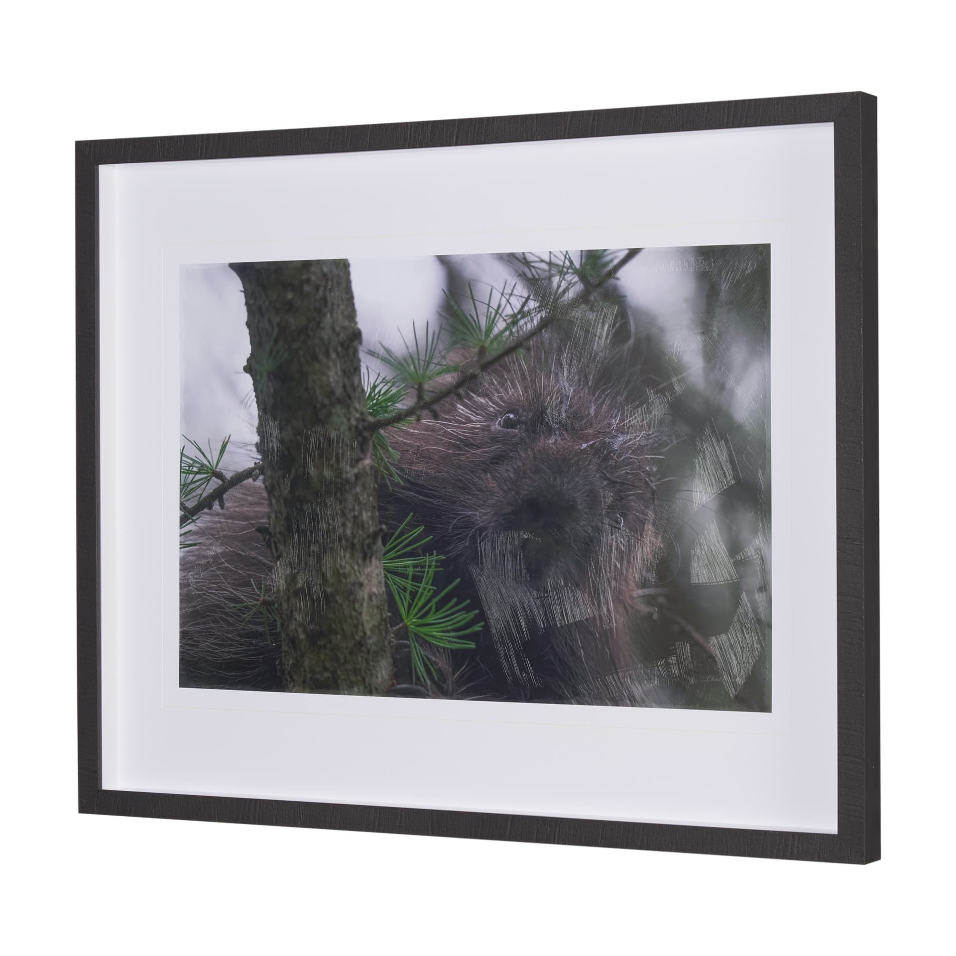 Porcupine Visit by Chad Mackay a Hand Embellished Framed Photo Art Print Matted under Glass — product photograph