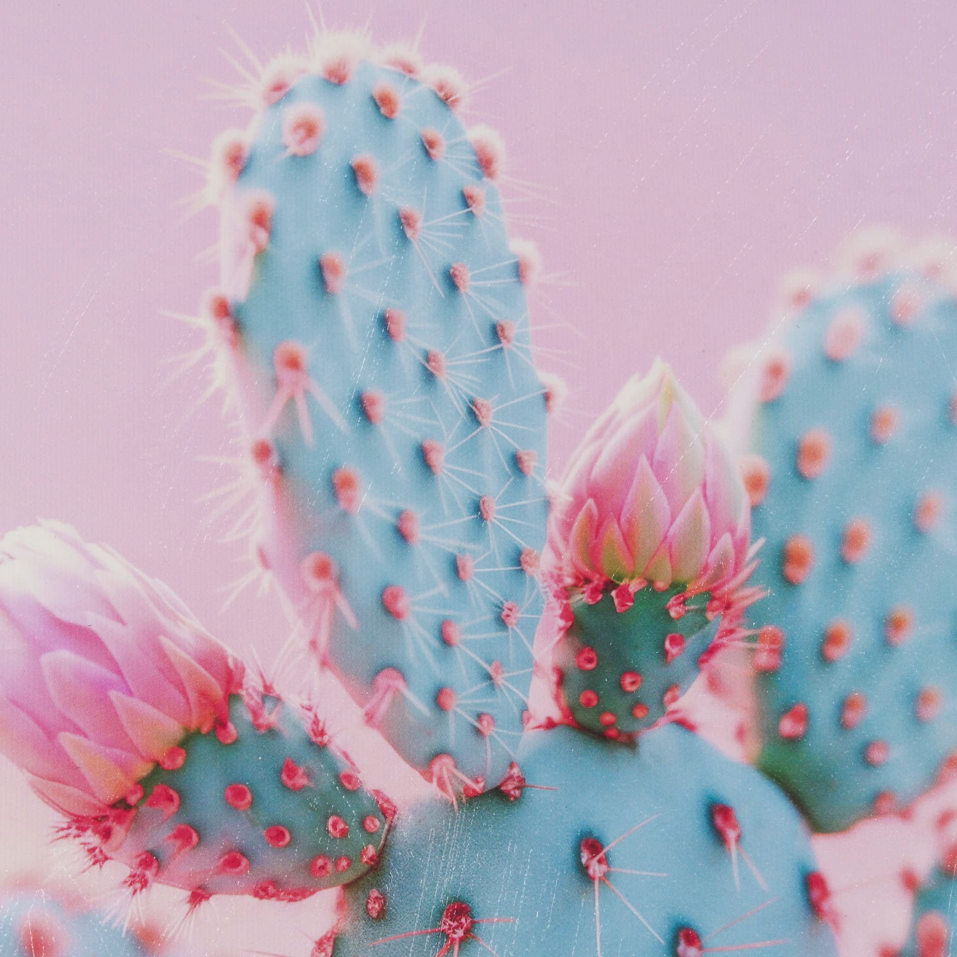 Blush Botanicals - Prickles by Philippe Hugonnard a Hand Embellished Framed Photo Art Print Matted u — product photograph
