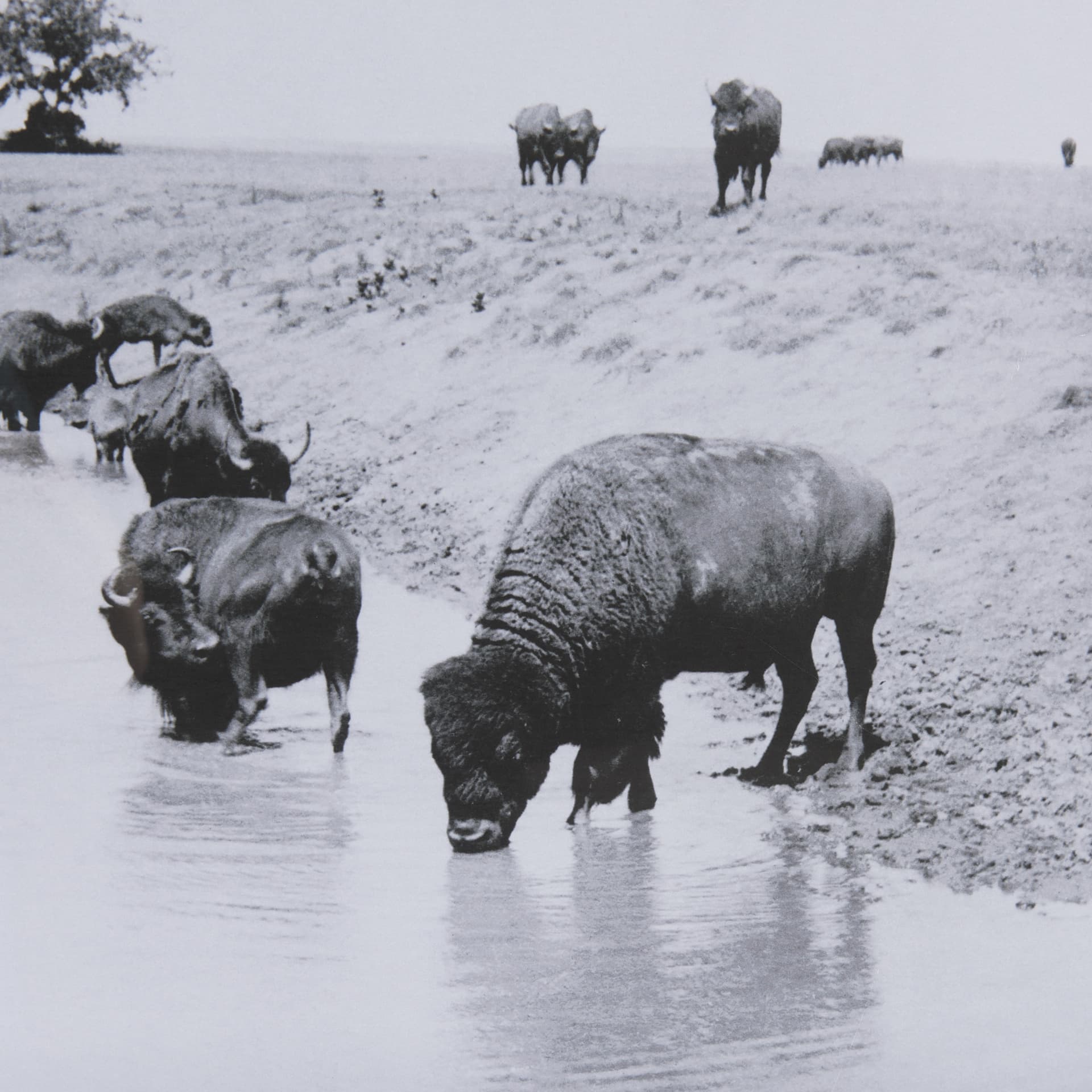 Buffalo Brook by Mercana Studio a Hand Embellished Textured Framed Art Photograph Matted under Glass — product photograph