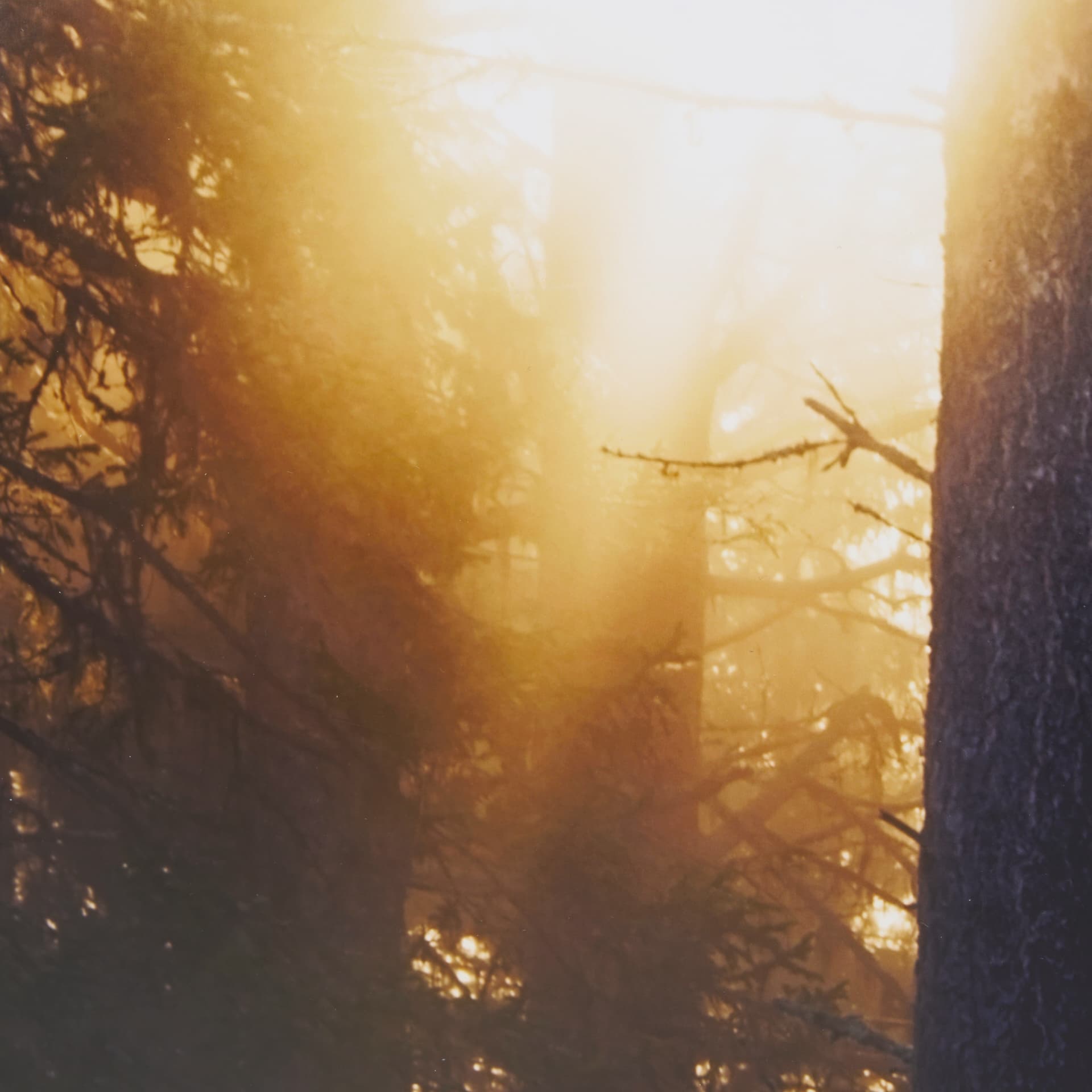 Woodland Glow by Andreas Stridsberg a Hand Embelished Textured Framed Art Photo Matted under Glass — product photograph
