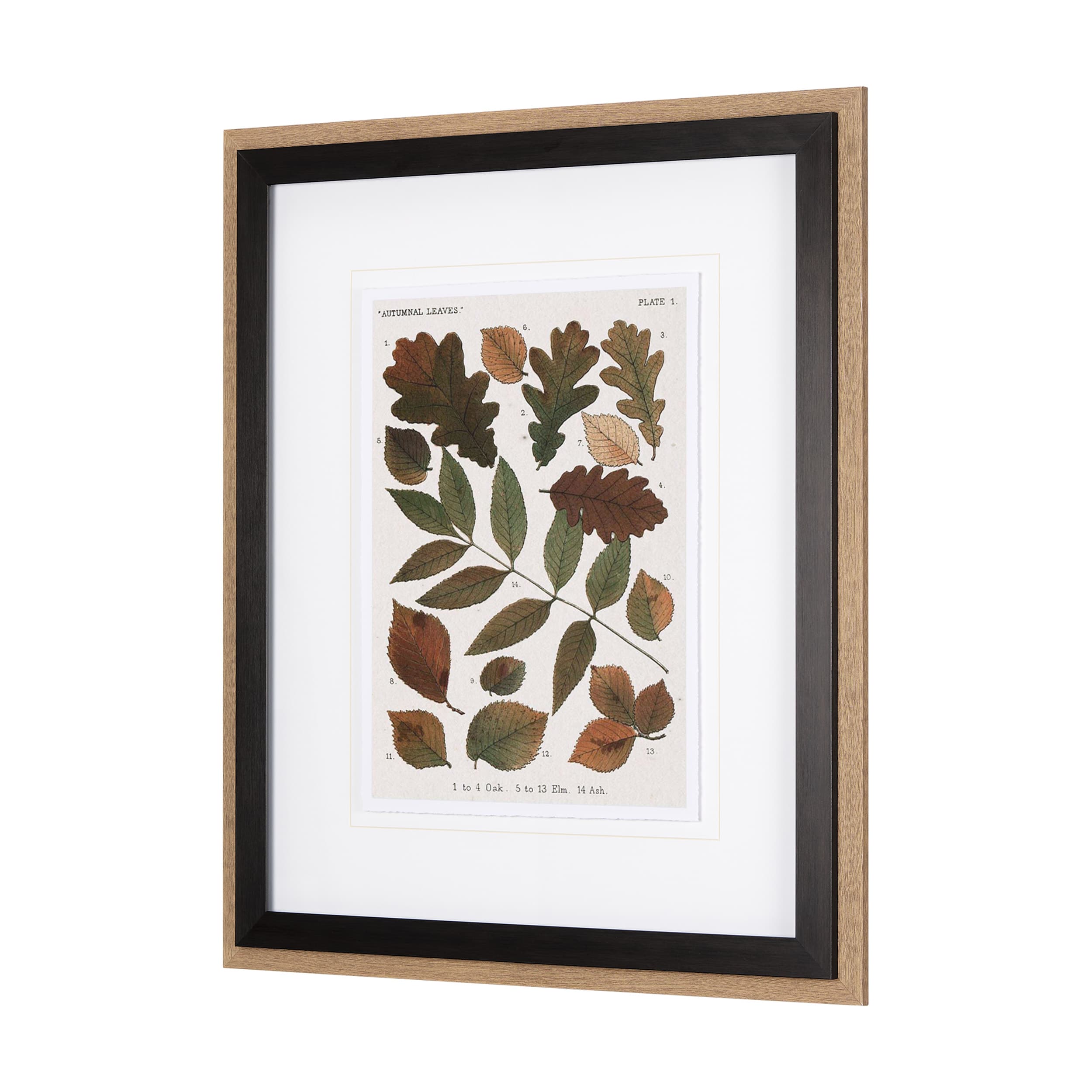 Autumnal Leaves V by Vision Studio a Framed Art Print Matted under Glass — product photograph