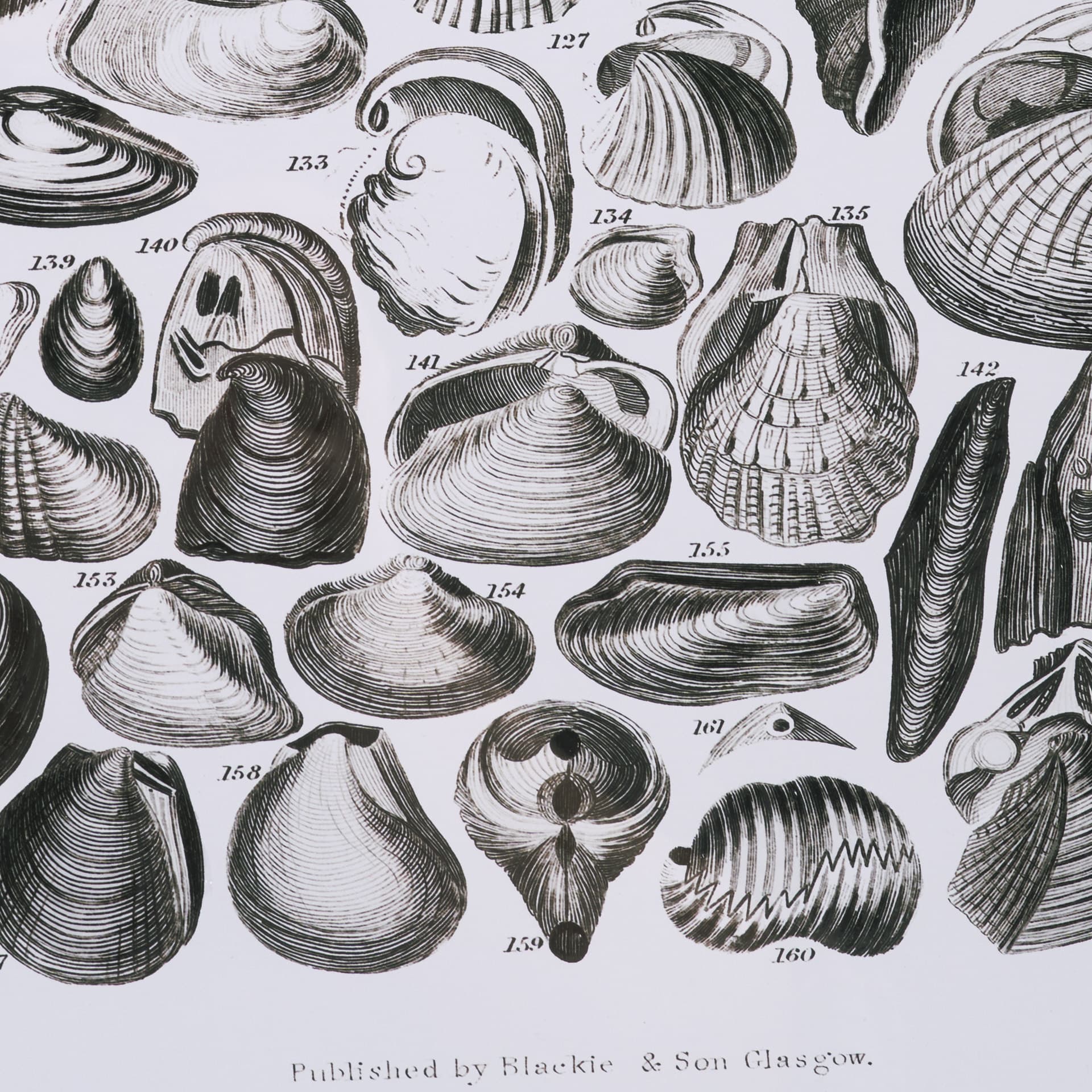Sealife III by Oliver Goldsmith a Hand Embellished Framed Art Print Matted under Glass — product photograph
